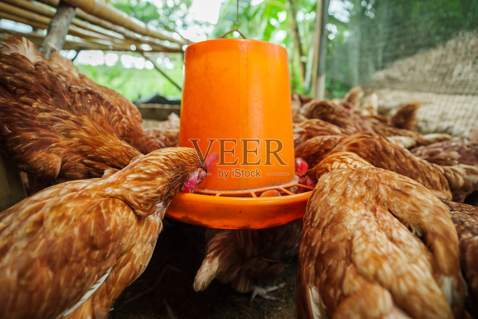 鸡在乡村农场吃饲料和谷物照片摄影图片