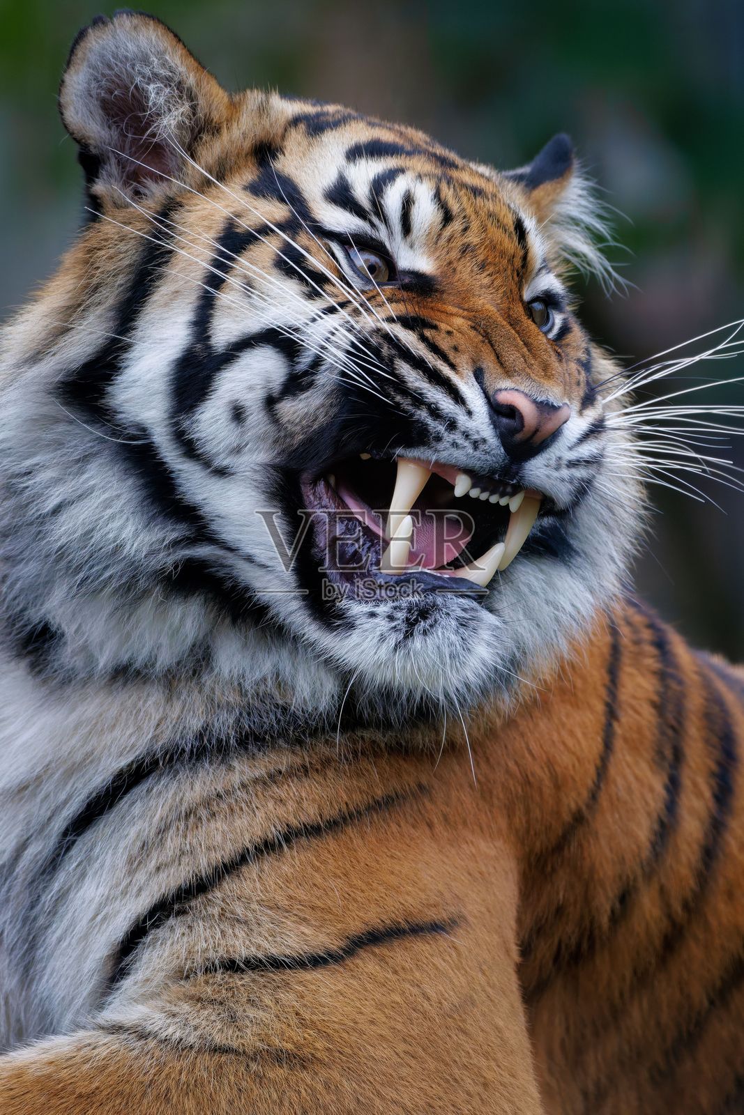 咆哮的老虎特写照片摄影图片