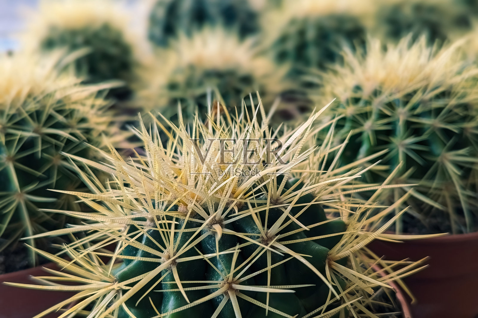 金球柱仙人掌是一种美丽且令人惊讶的迷人仙人掌。选择性对焦。照片摄影图片