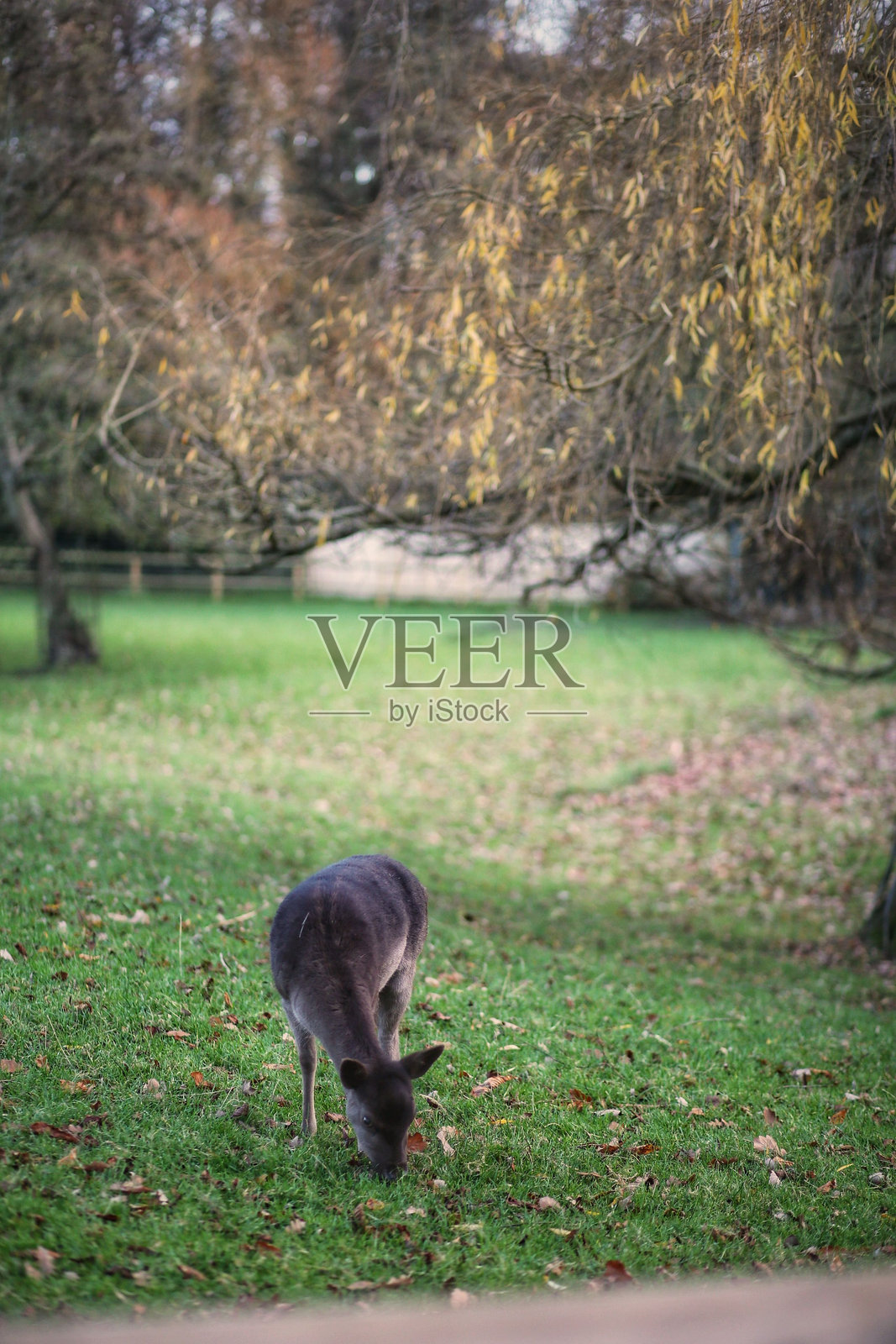 袋鼠在秋叶间吃草照片摄影图片