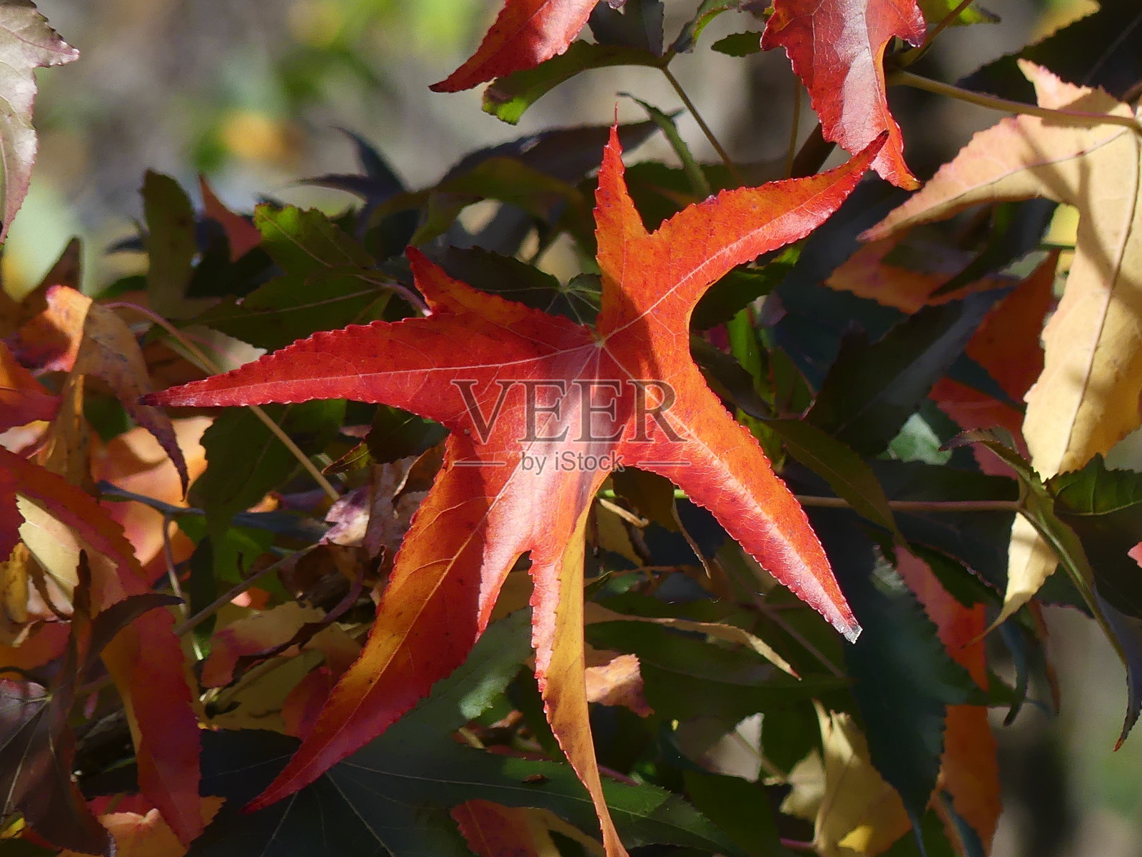 鲜艳的秋叶,红色和橙色交织。照片摄影图片