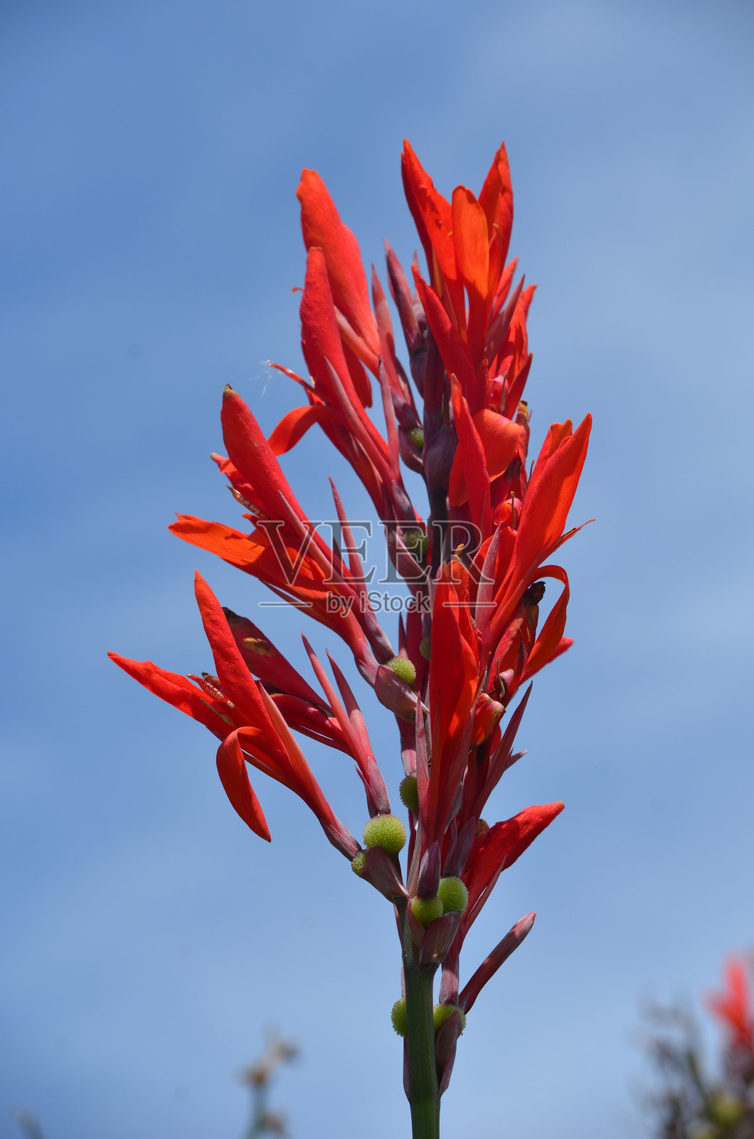 鲜艳的红色美人蕉与晴朗的蓝天。佛罗里达照片摄影图片