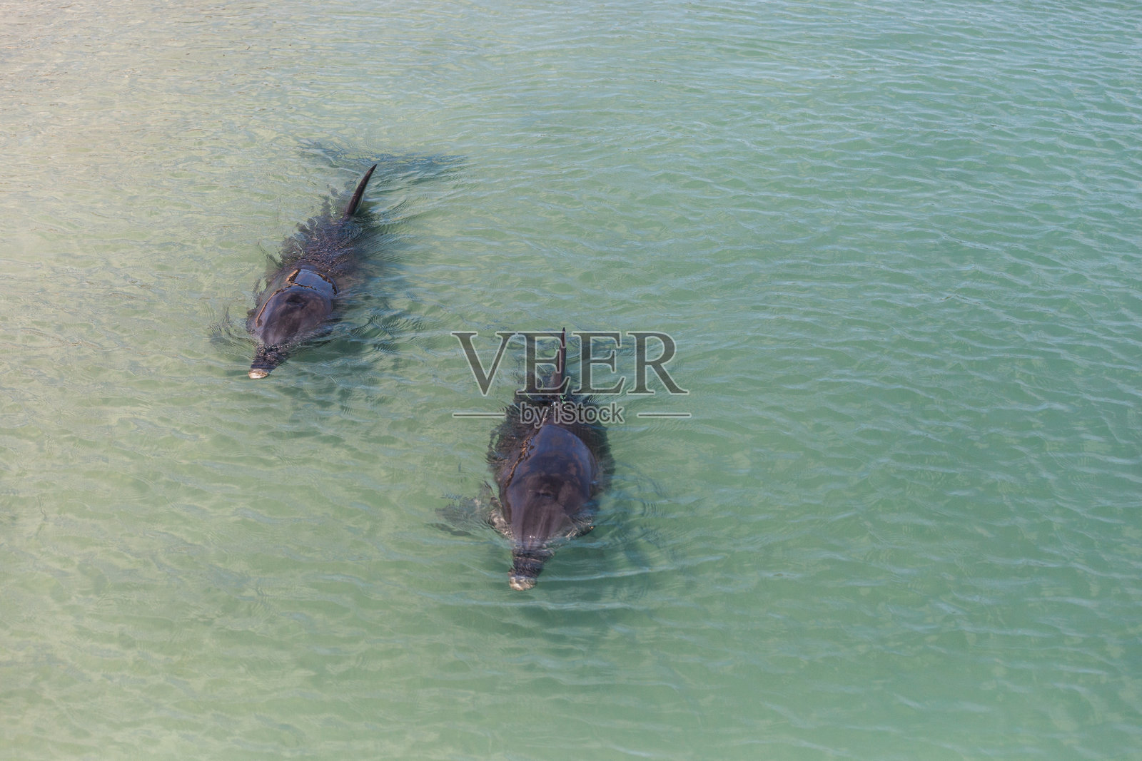 在西澳大利亚鲨鱼湾的清澈水域中,海豚优雅地游泳。照片摄影图片