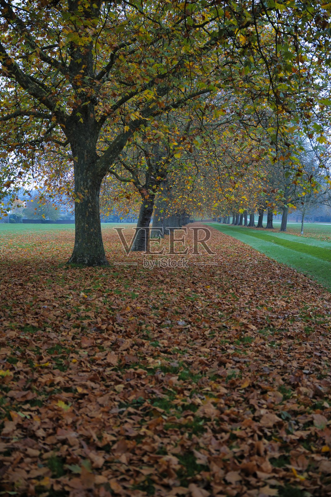秋天的树木排成一行照片摄影图片