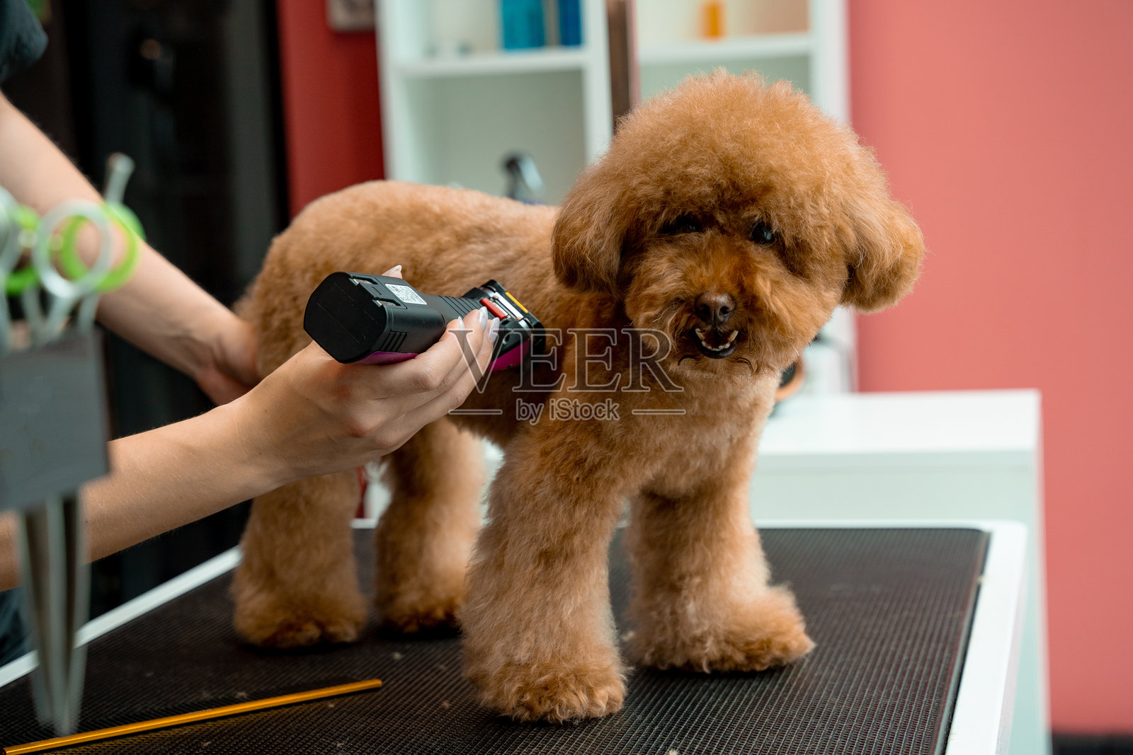 美容师正在为马尔济斯犬修剪毛发,以便于清洁狗狗的毛发。通过修剪多余的毛发来防止狗毛打结。专业的小型犬美容服务。照片摄影图片