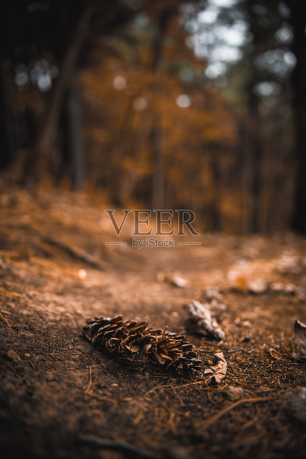 森林地面照片摄影图片