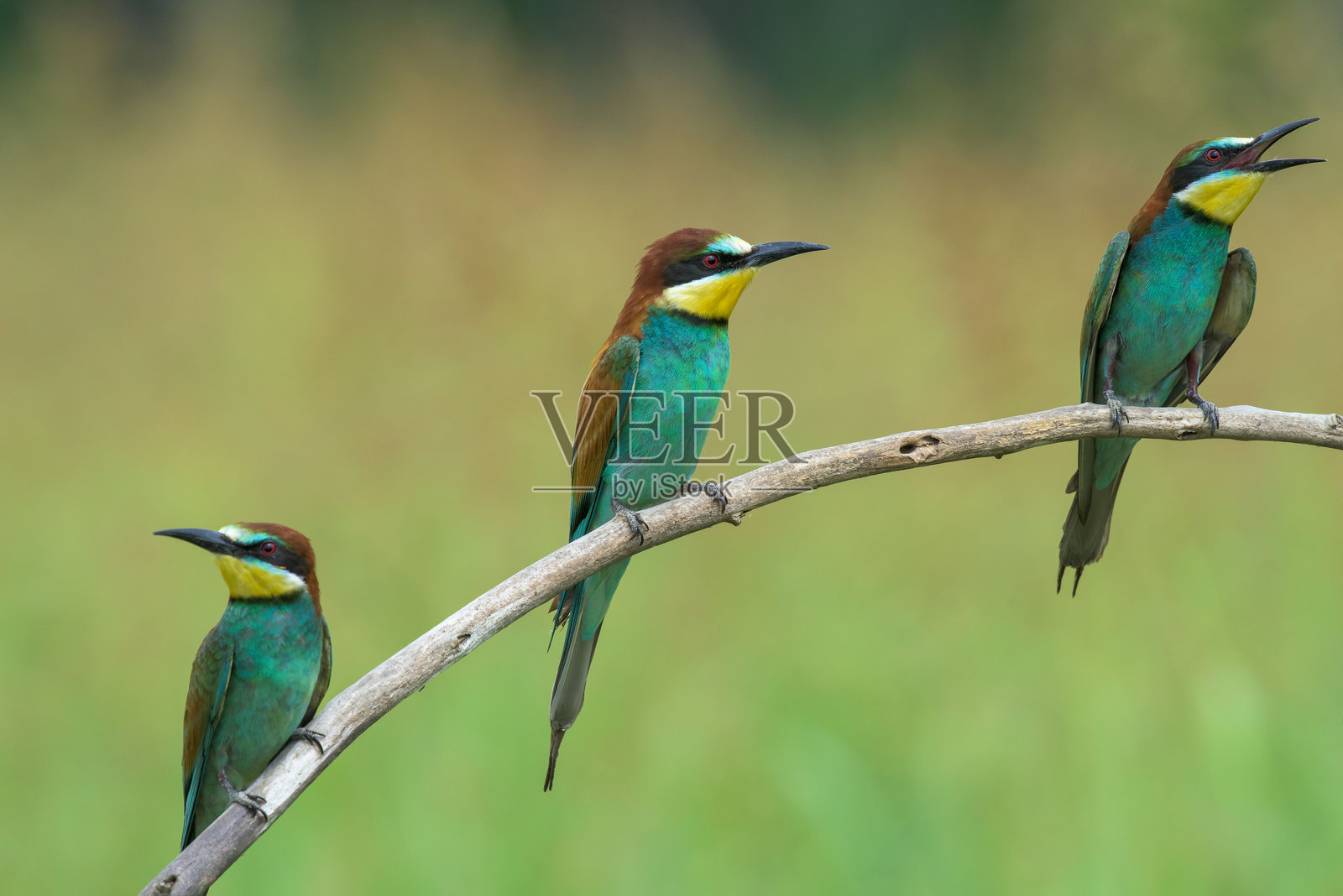 蜜蜂吃鸟栖息在树枝上的特写镜头照片摄影图片