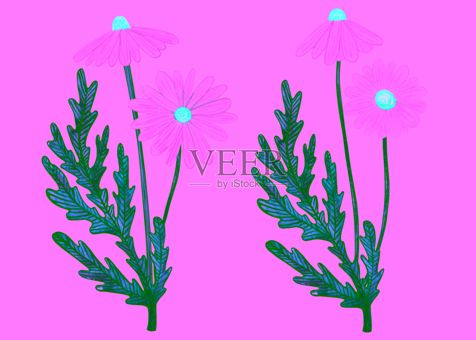 白色的洋甘菊盛开,中央为黄色,周围有细致的绿色叶子。水彩插图展示了白色背景上的雏菊花。这是一幅天真、自然灵感的艺术作品,适合用于印刷和植物项目。插画图片素材