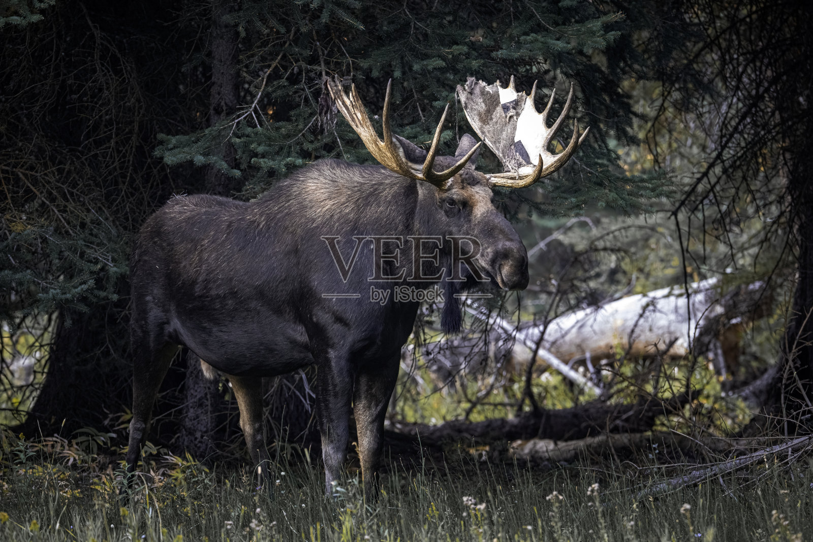 驼鹿照片摄影图片
