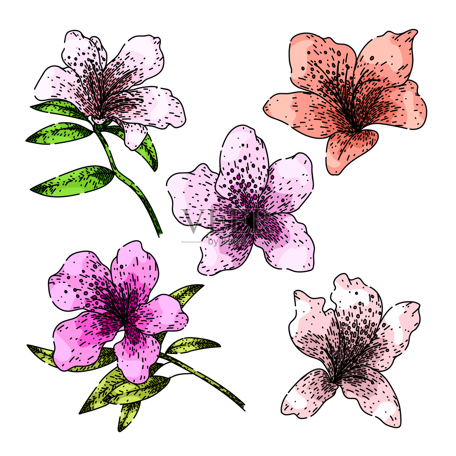 手绘的杜鹃花套装草图矢量图插画图片素材