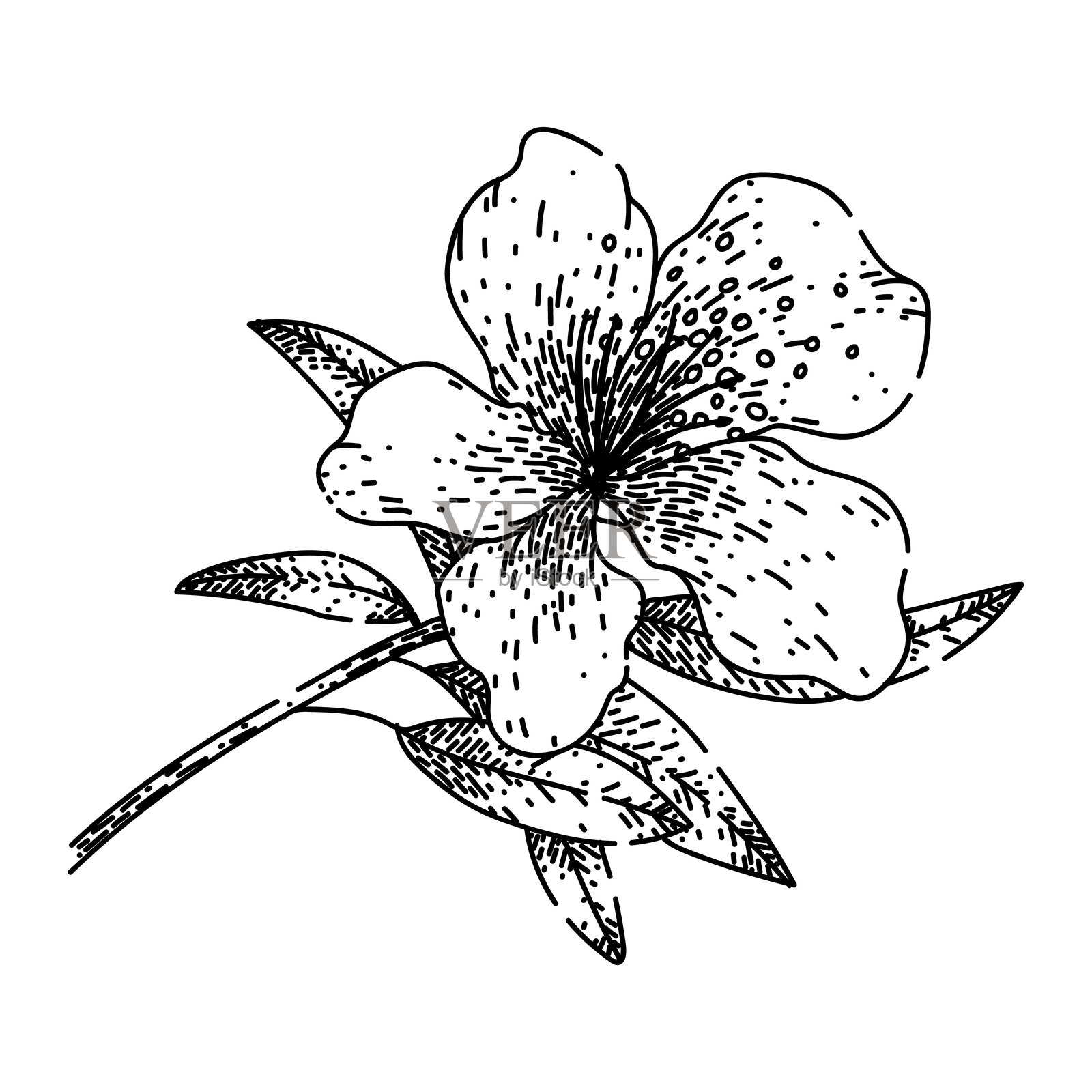 手绘的杜鹃花素描矢量图插画图片素材