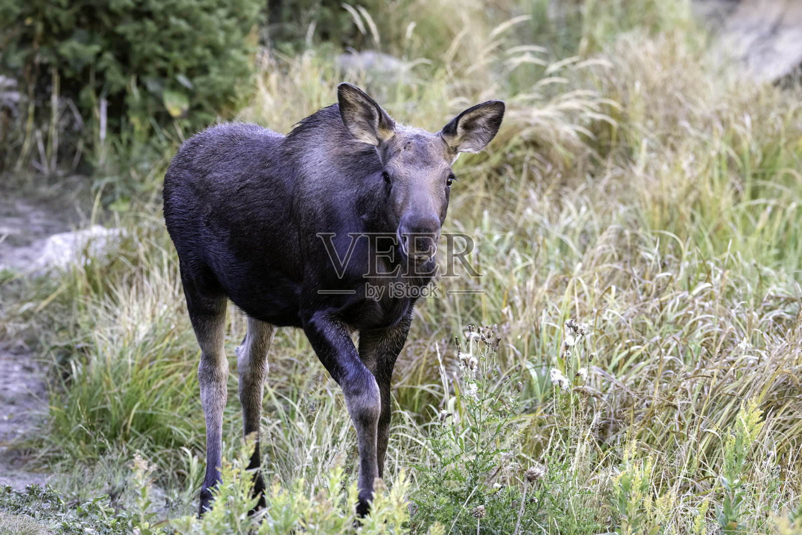 驼鹿照片摄影图片