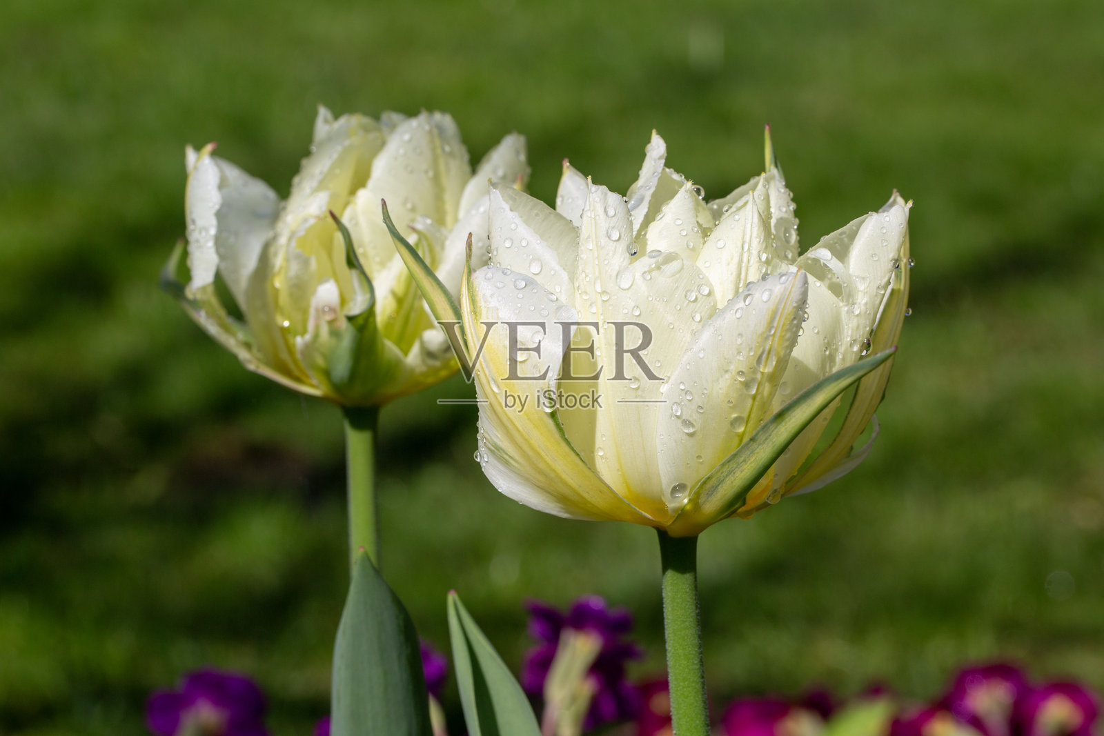 美丽的春天白色郁金香花瓣上带有雨滴的特写镜头照片摄影图片