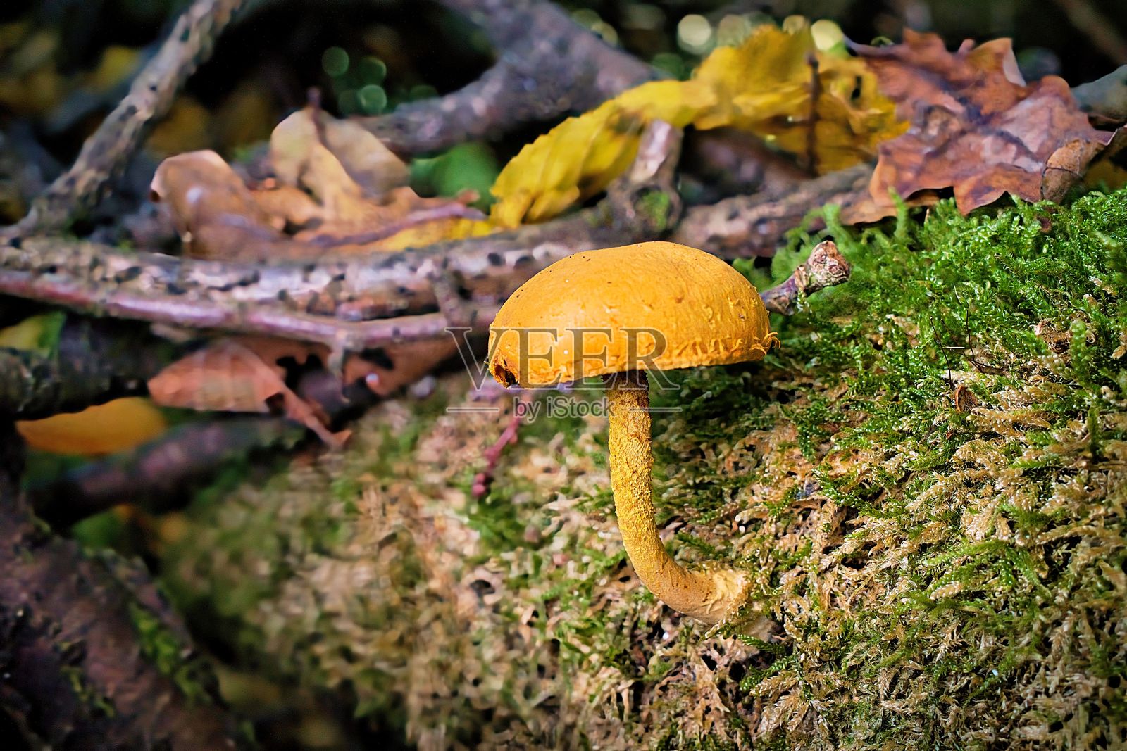 在森林环境中,生长在苔藓表面的黄色蘑菇特写。肿疣菇照片摄影图片