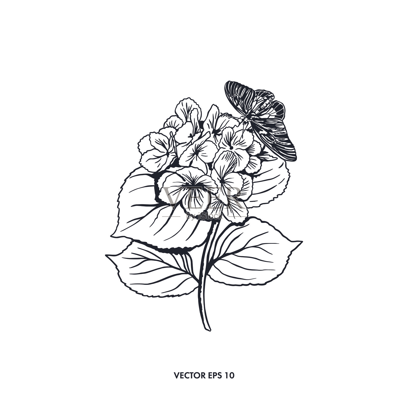 坐着的蝴蝶与绣球花。手绘矢量插图,图形风格。适用于贺卡、邀请函、标签、纹身、海报和横幅。插画图片素材