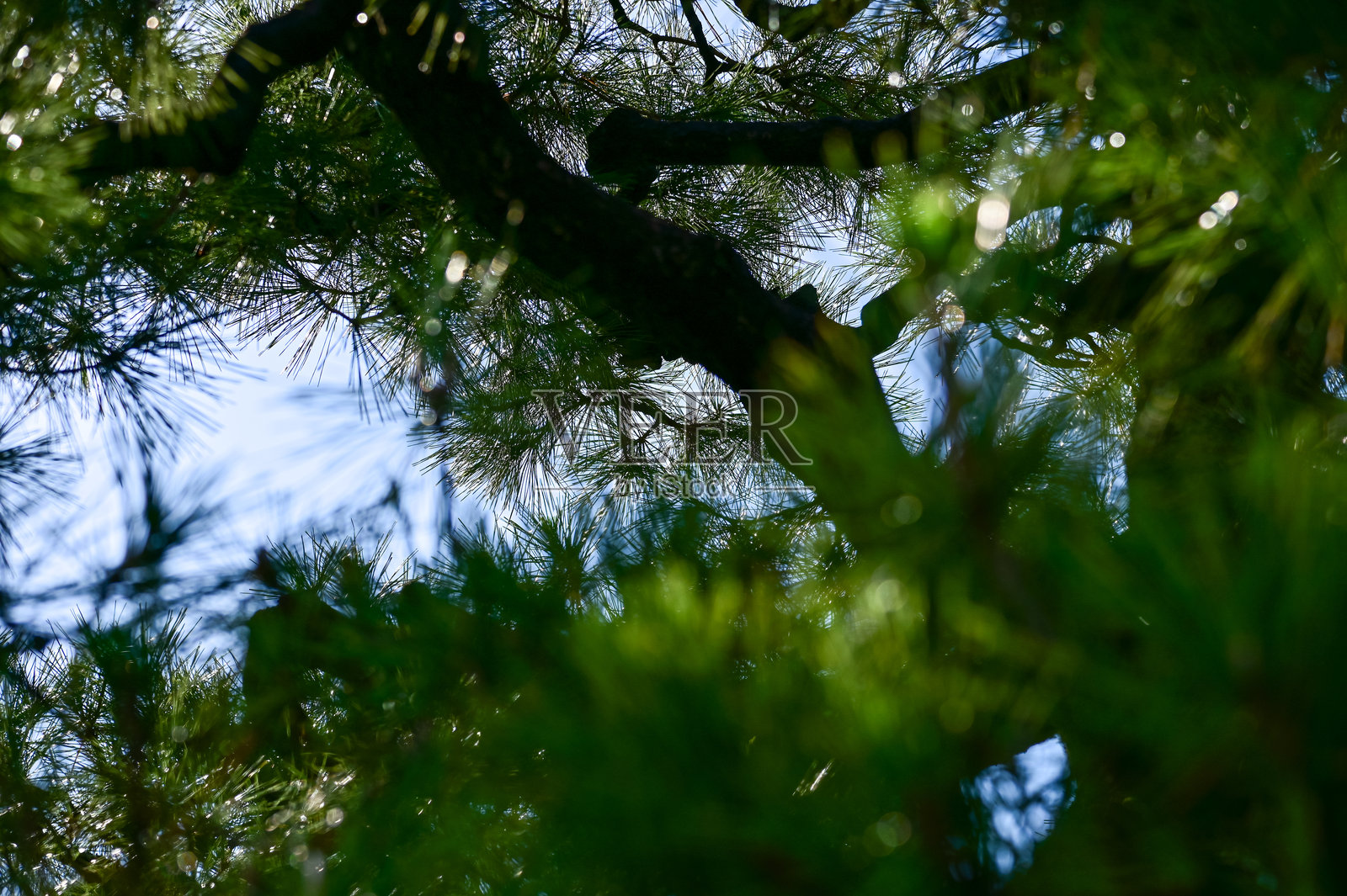 日本绿叶树木的特写镜头。照片摄影图片