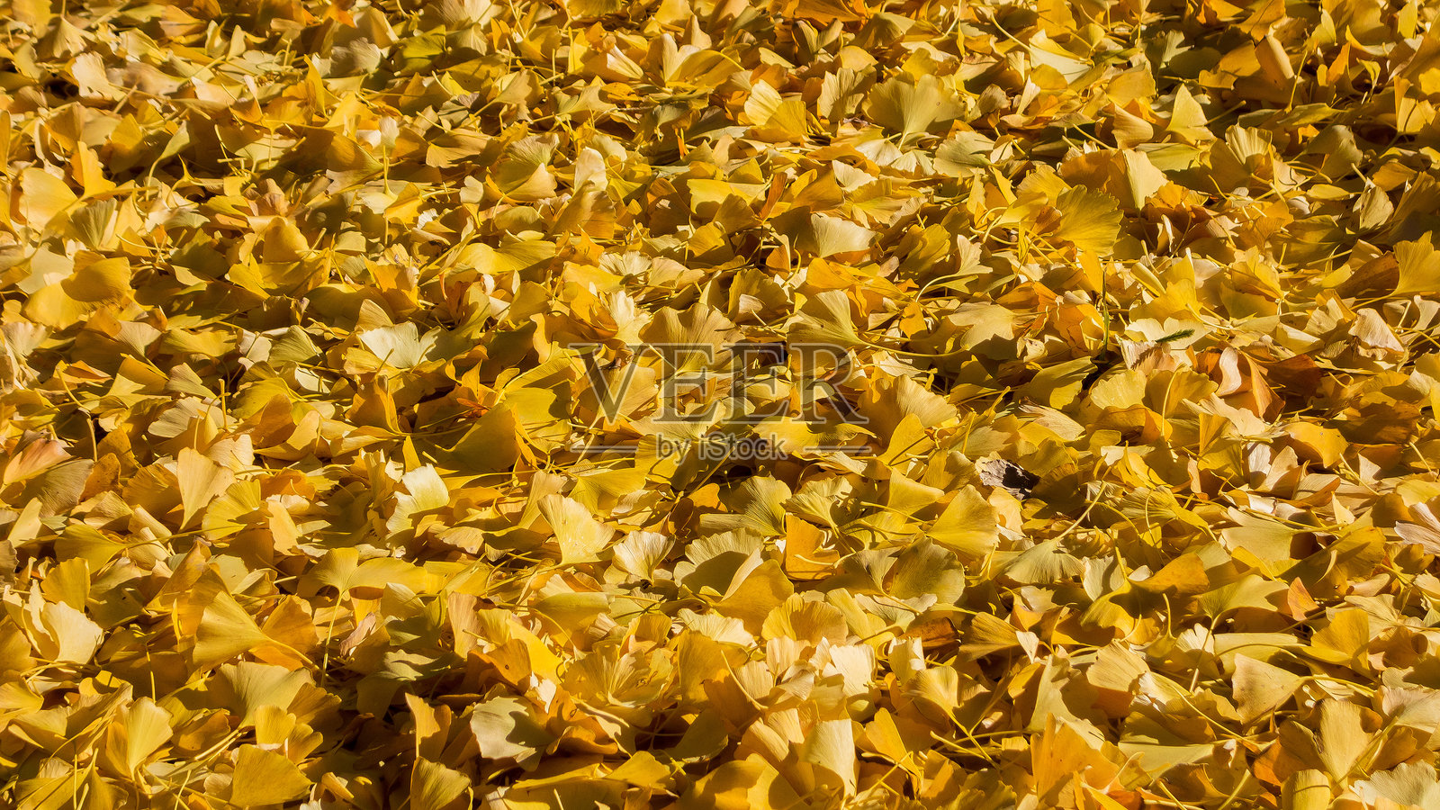 秋天的黄色树叶照片摄影图片