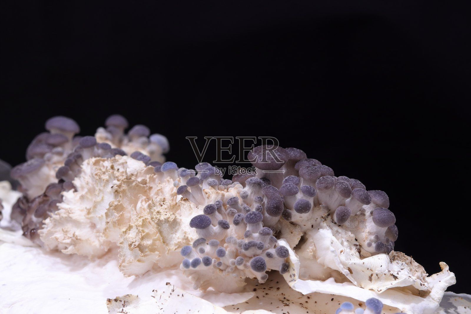 平菇,牡蛎蘑菇的孢子 - 种植它照片摄影图片