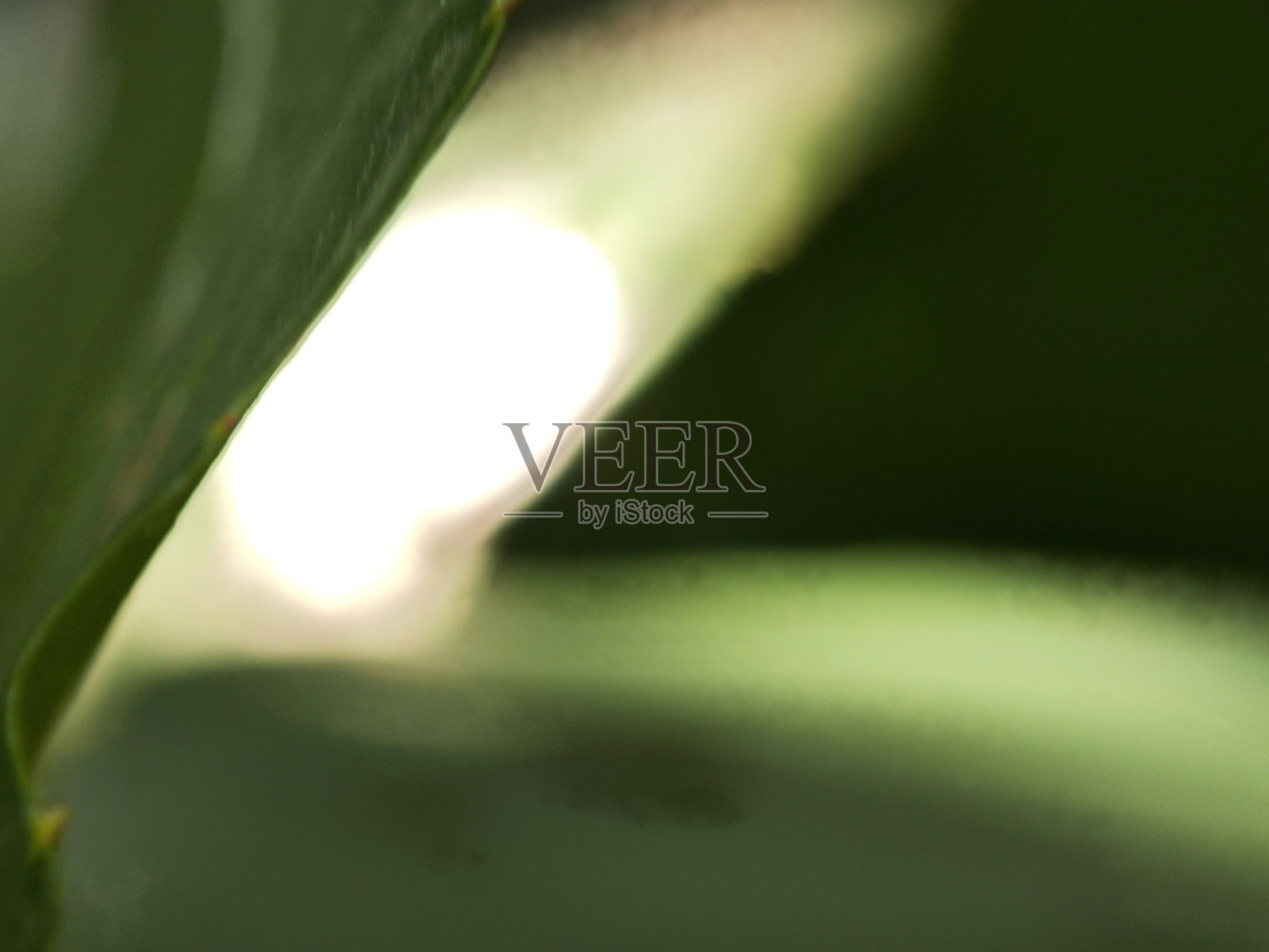 虚焦的照片,绿色背景照片摄影图片