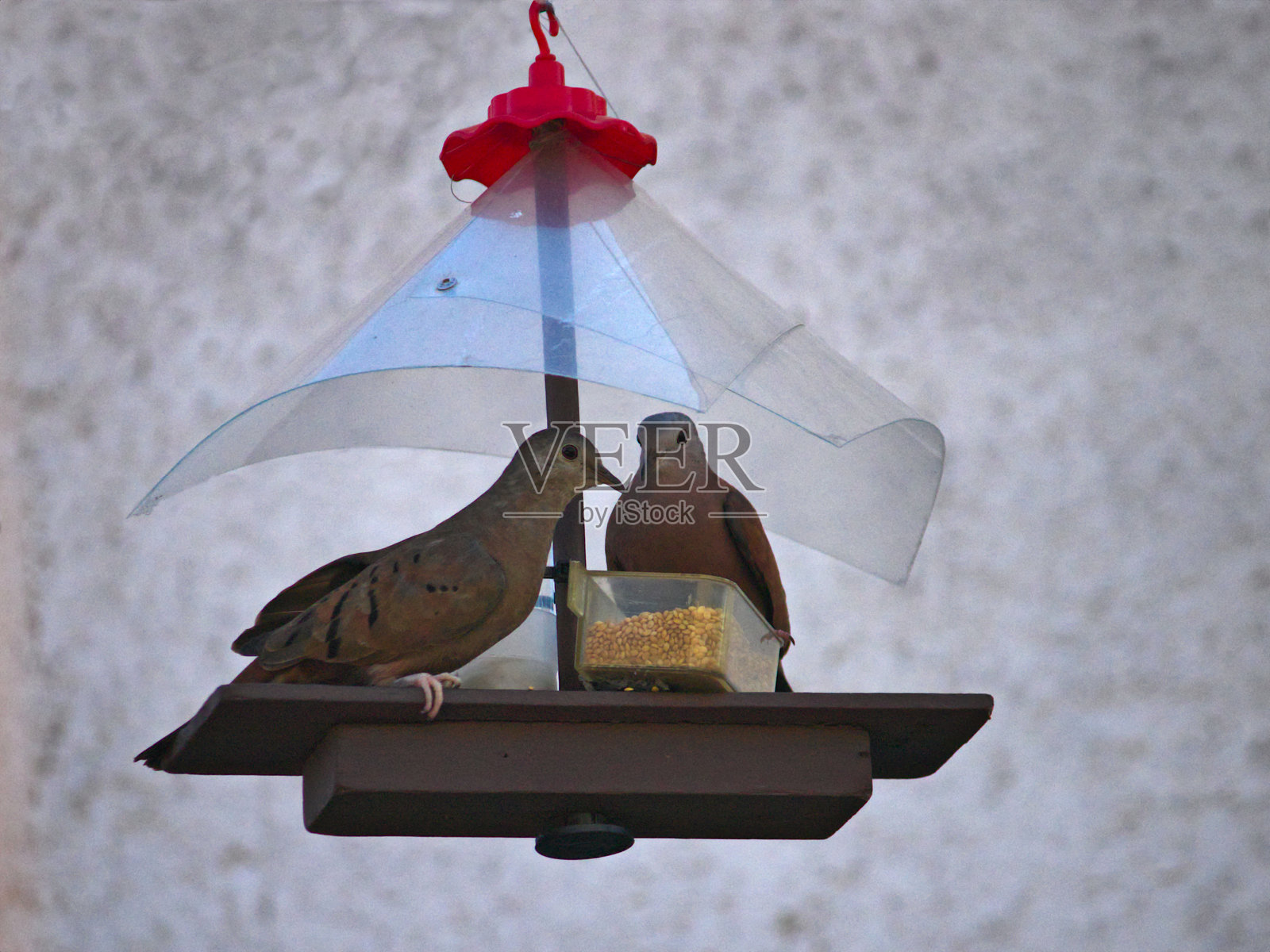 被称为平胸地鸠(Columbina minuta)的鸟儿们聚在一起,栖息在一个小喂食器上吃小米。照片摄影图片