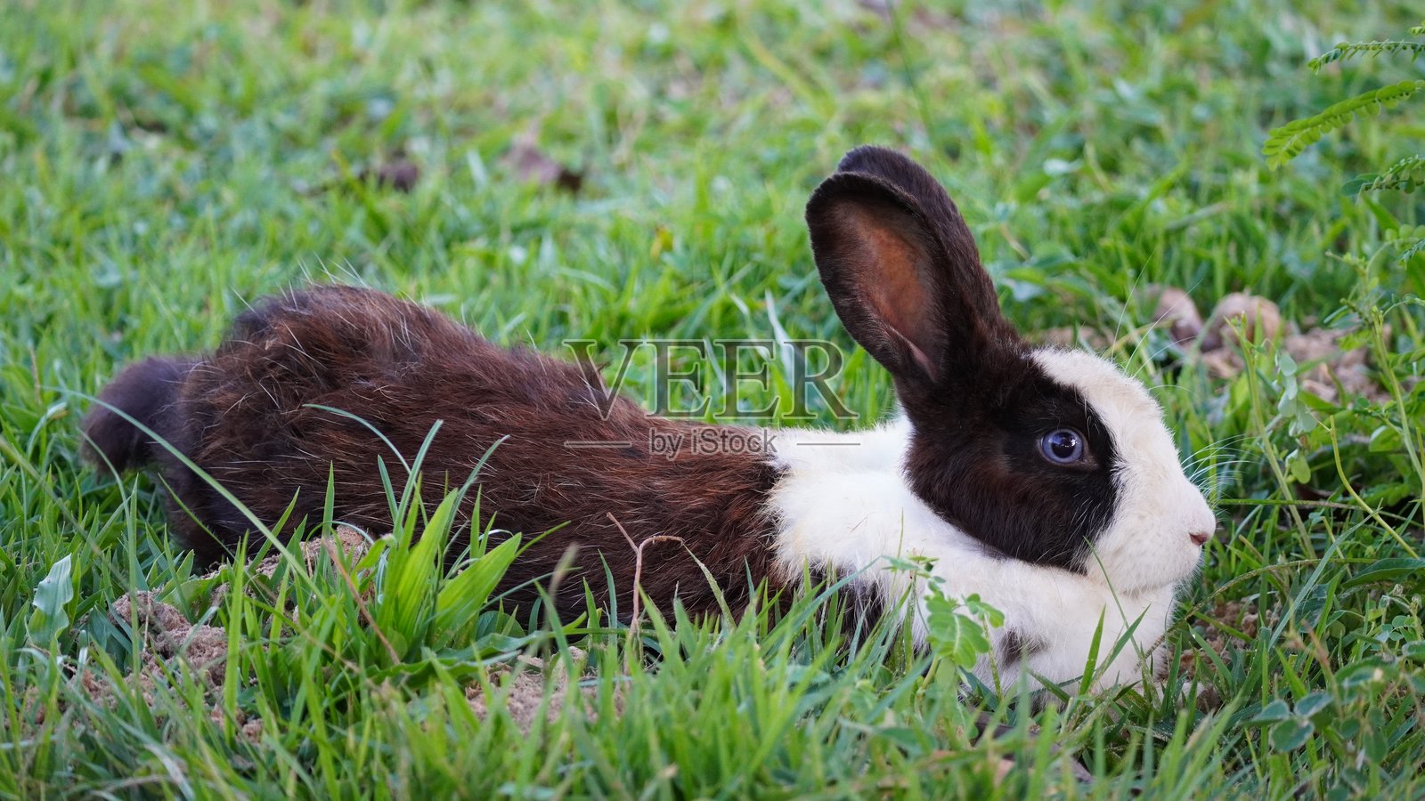 兔子照片摄影图片