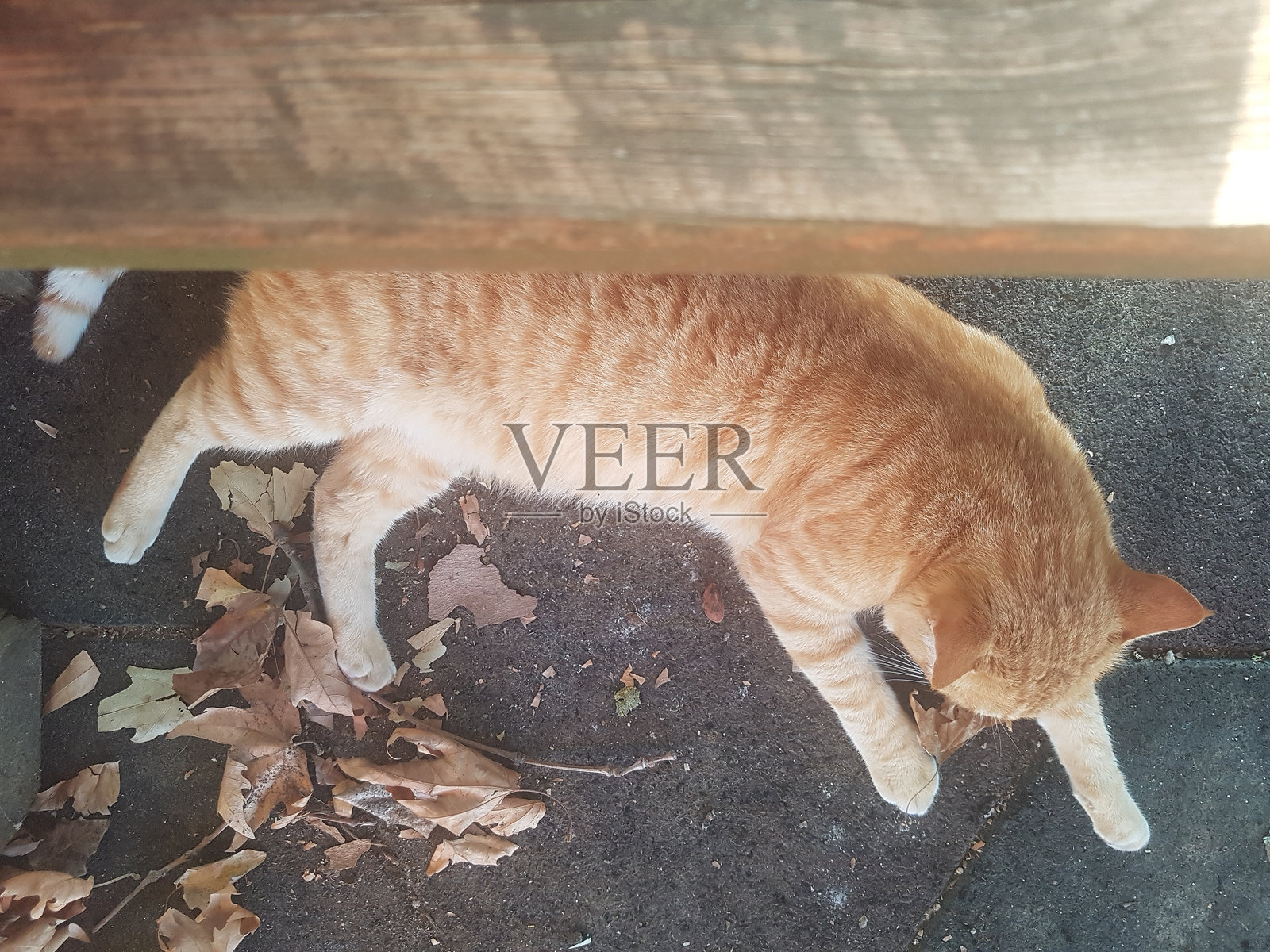 猫在睡觉照片摄影图片