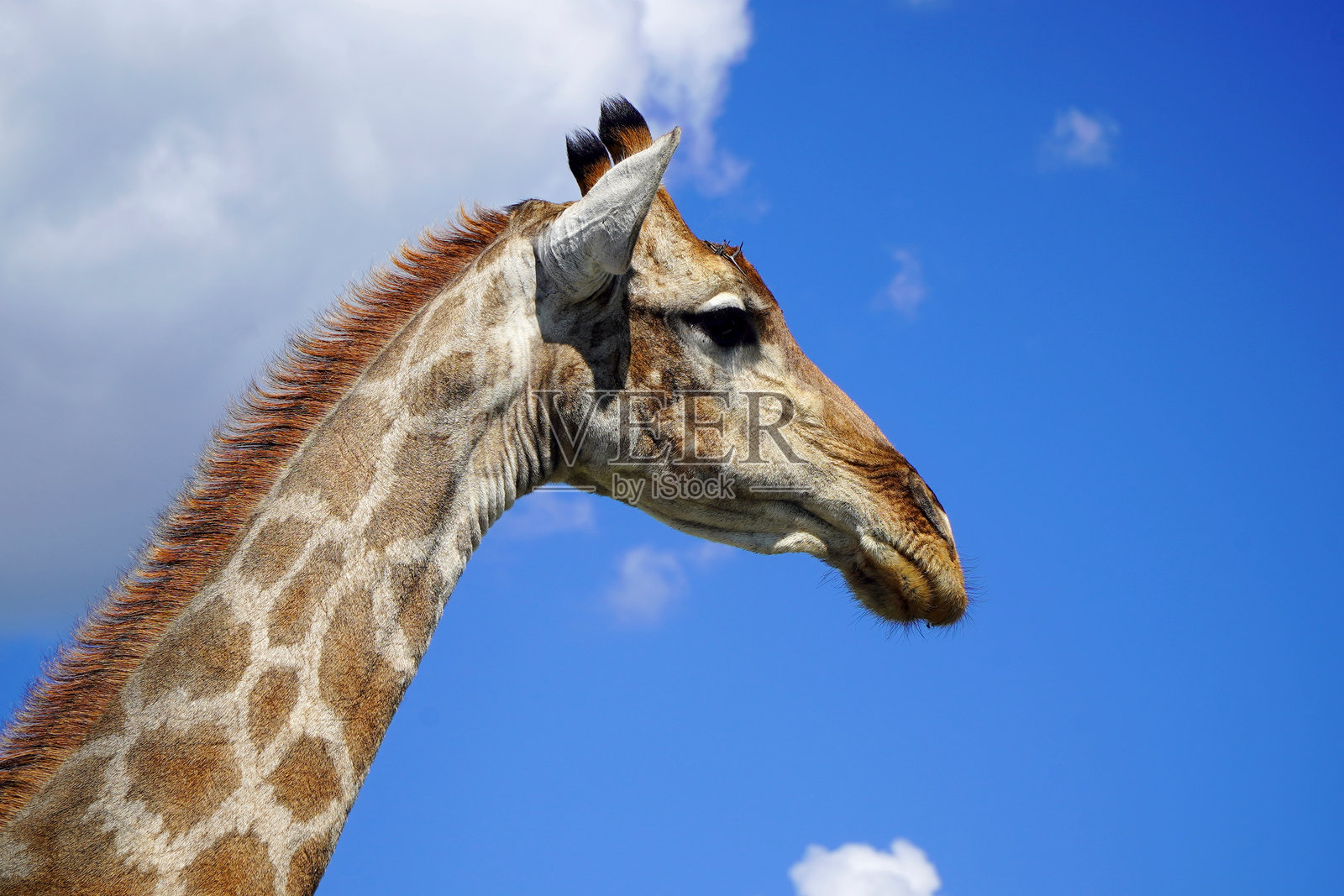 长颈鹿看着镜头照片摄影图片