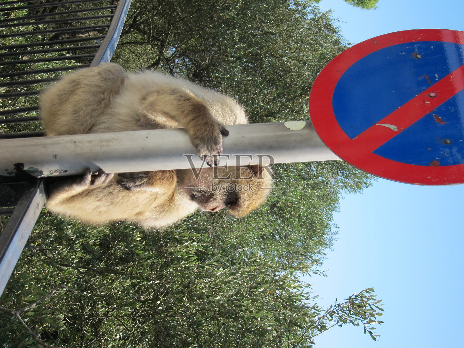 停车禁令中的猴子照片摄影图片