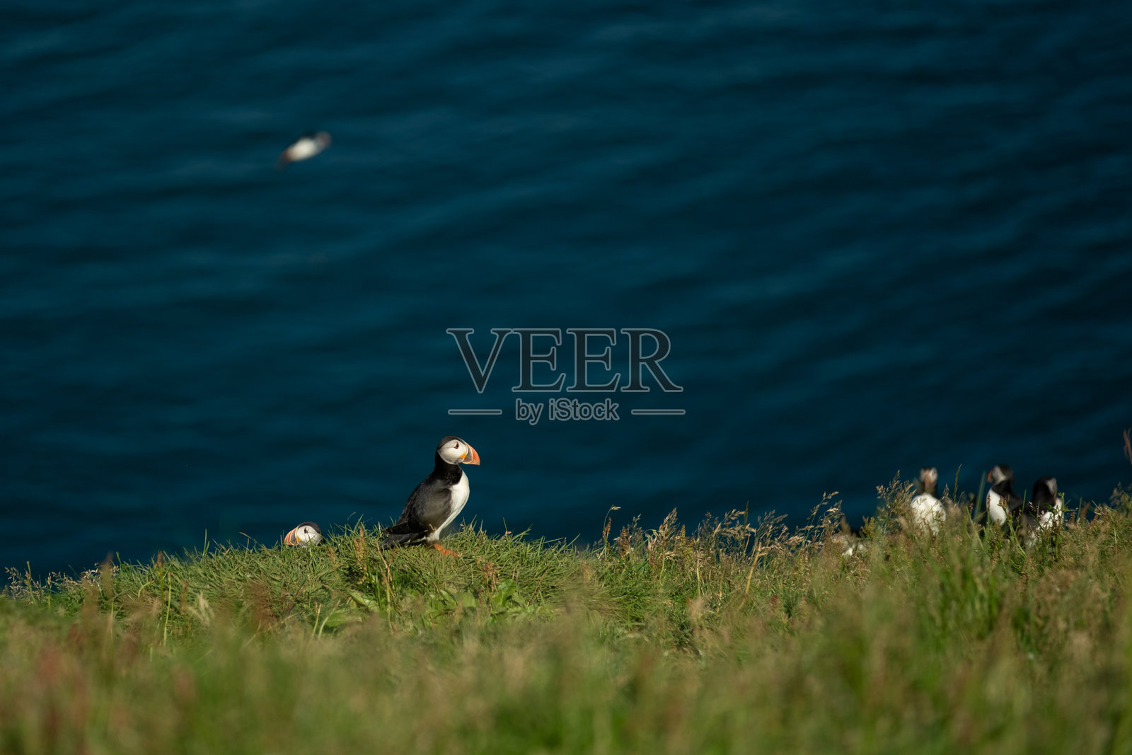 海雀岛照片摄影图片