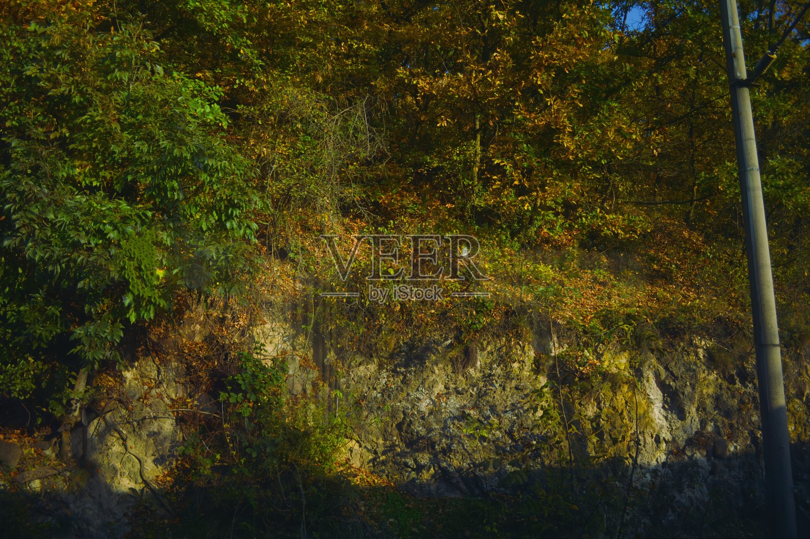 森林,自然,岩石,树叶,秋天照片摄影图片