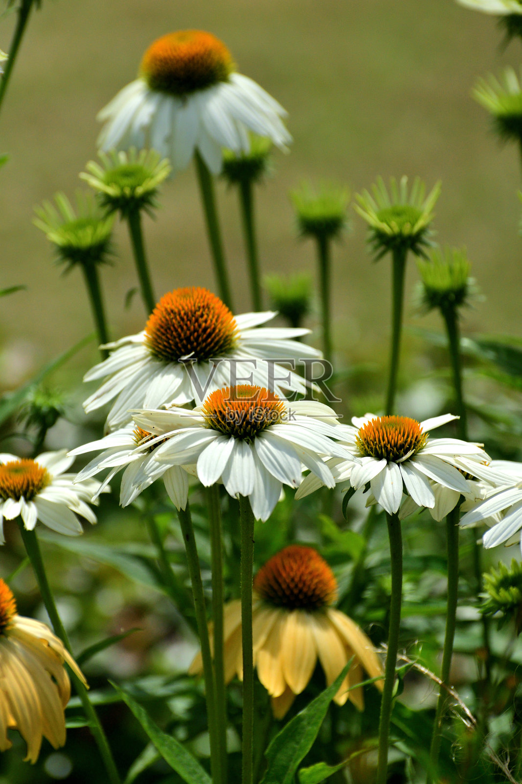 紫锥花:大型、类似雏菊的花朵,具有独特的尖刺状锥形中心照片摄影图片