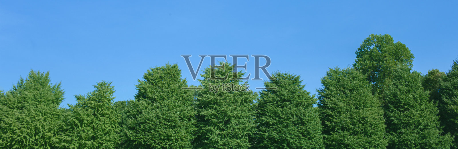 绿树横幅照片摄影图片