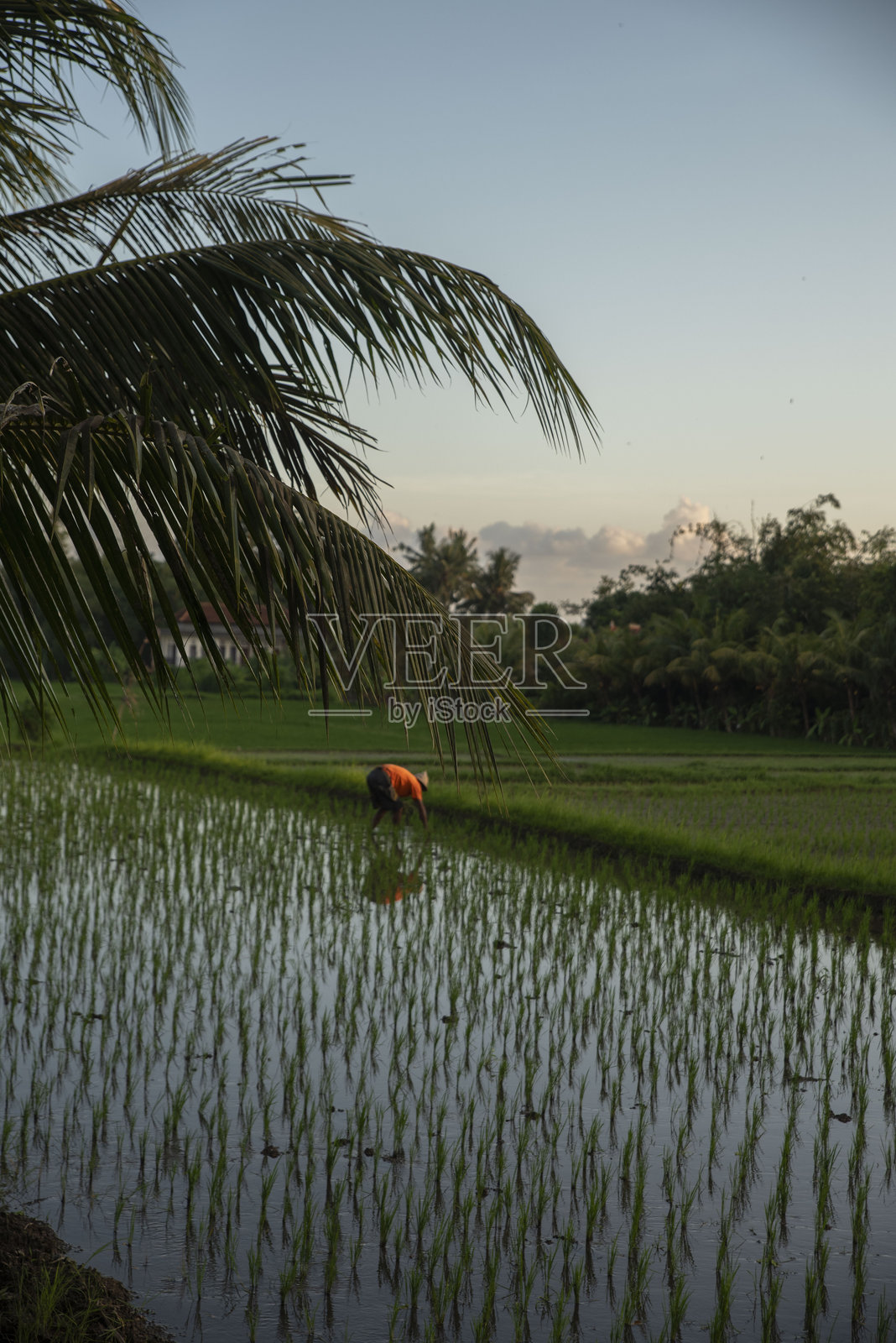 巴厘岛稻田照片摄影图片