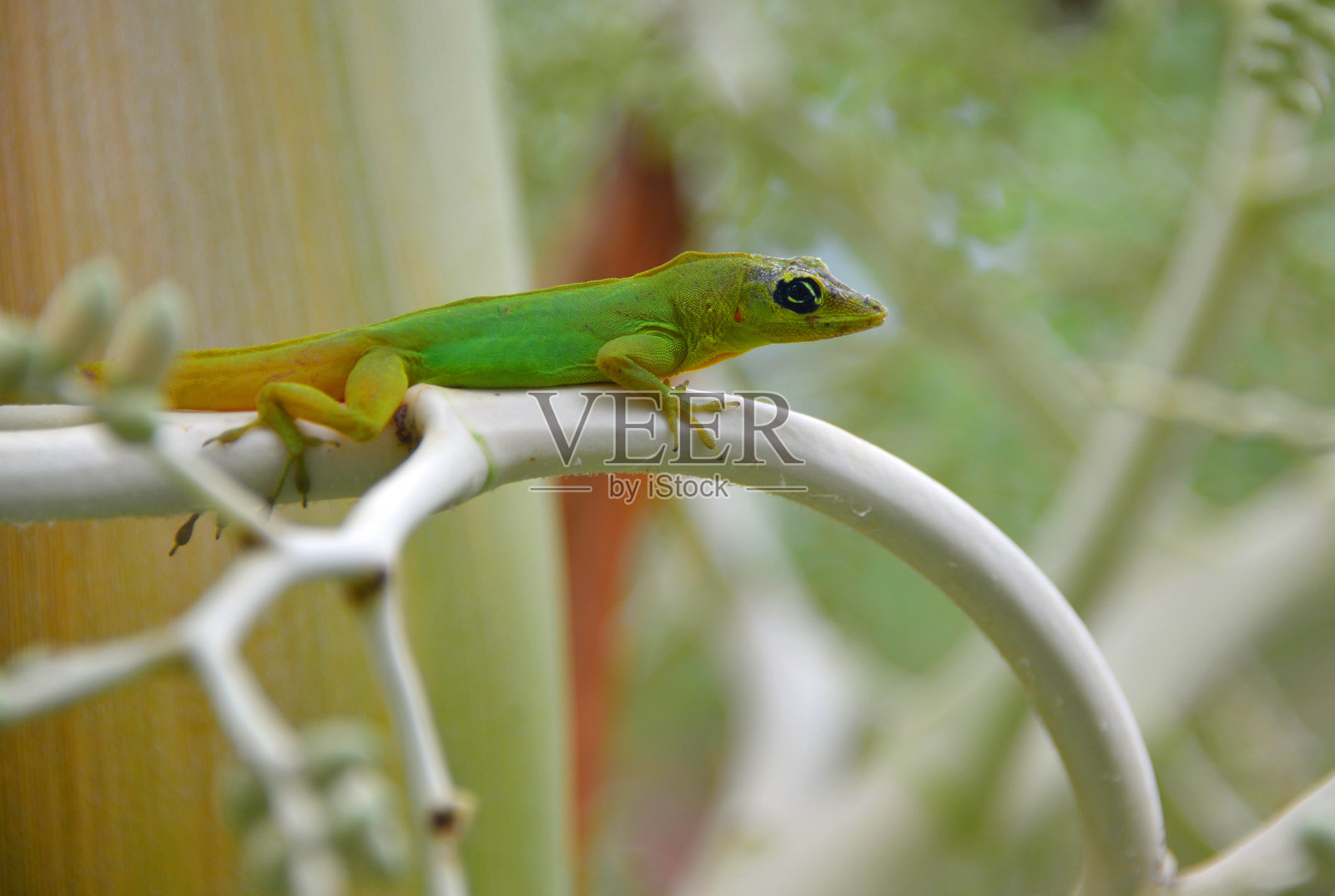 圣文森特树蜥蜴在树枝上(安诺利斯·特里尼塔提斯),圣文森特和格林纳丁斯照片摄影图片