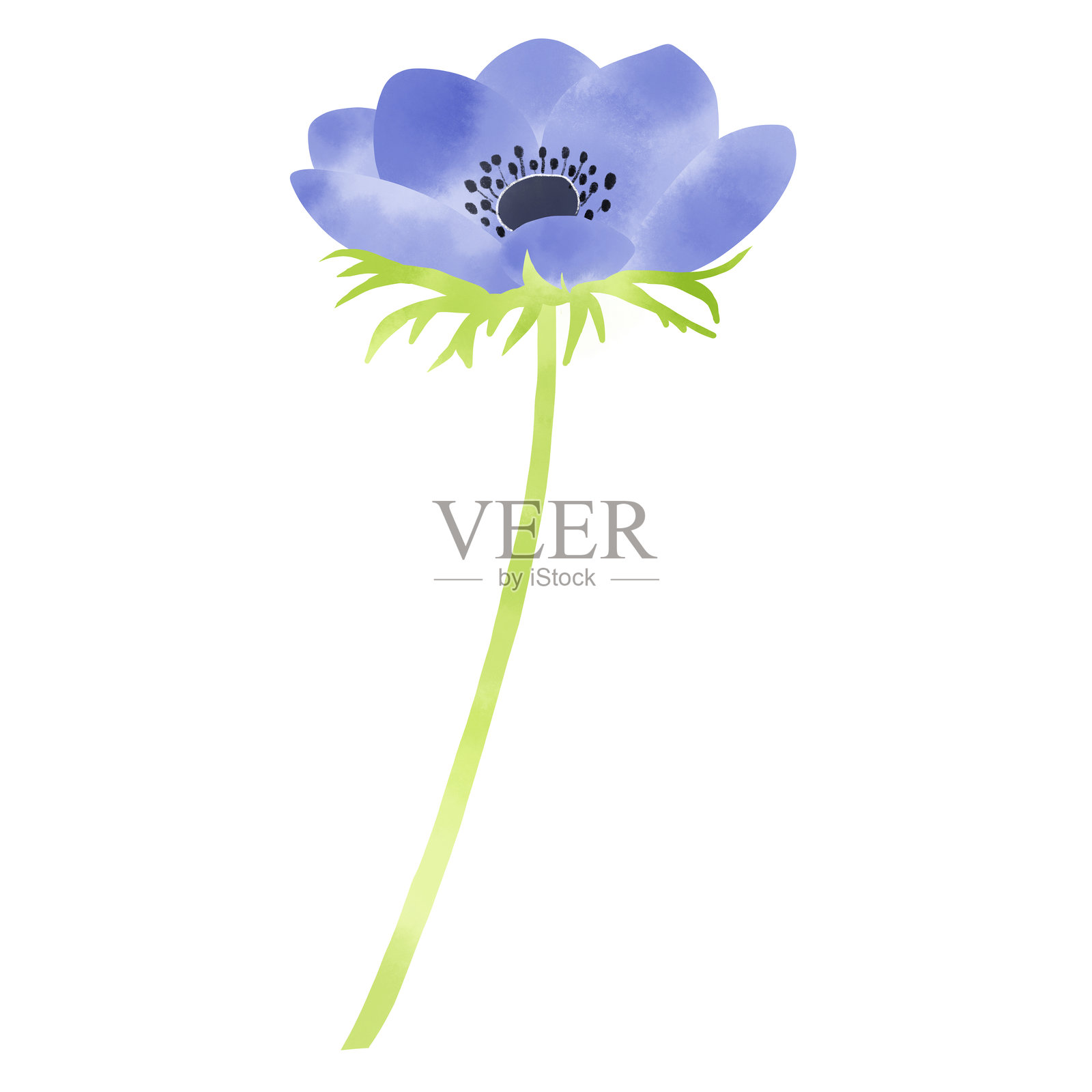 水彩风格的紫色海葵插图插画图片素材