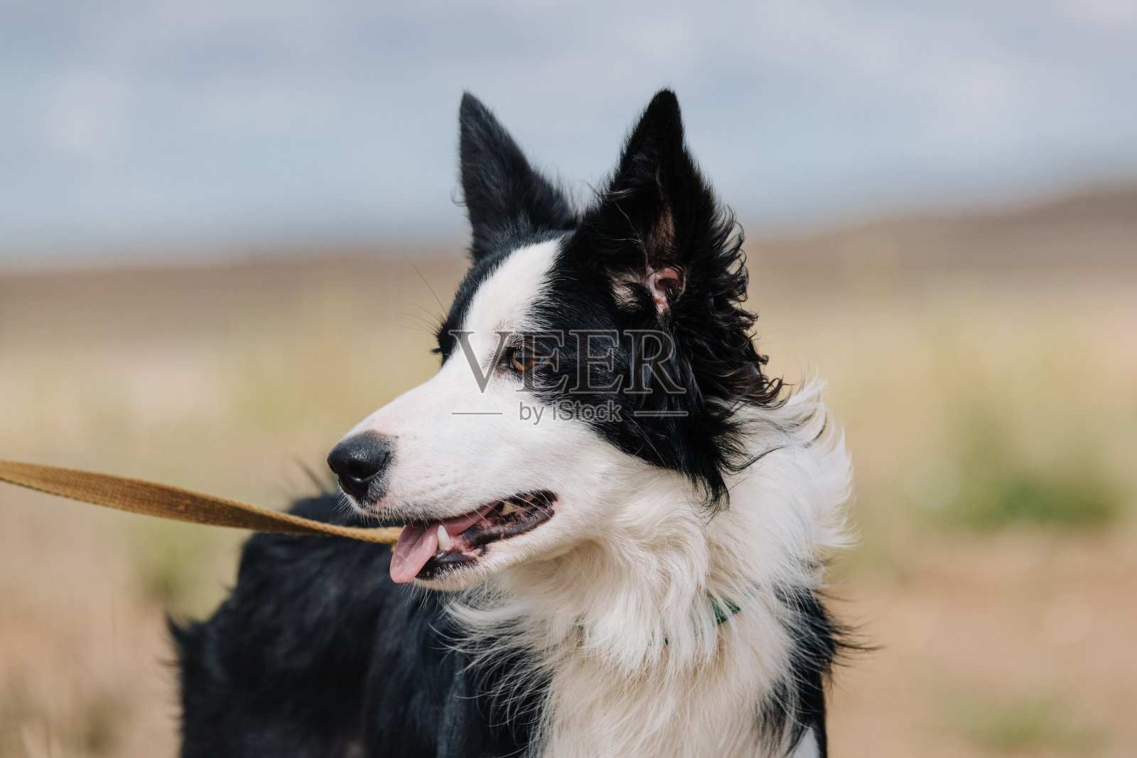 边境牧羊犬侧面肖像,神情专注照片摄影图片