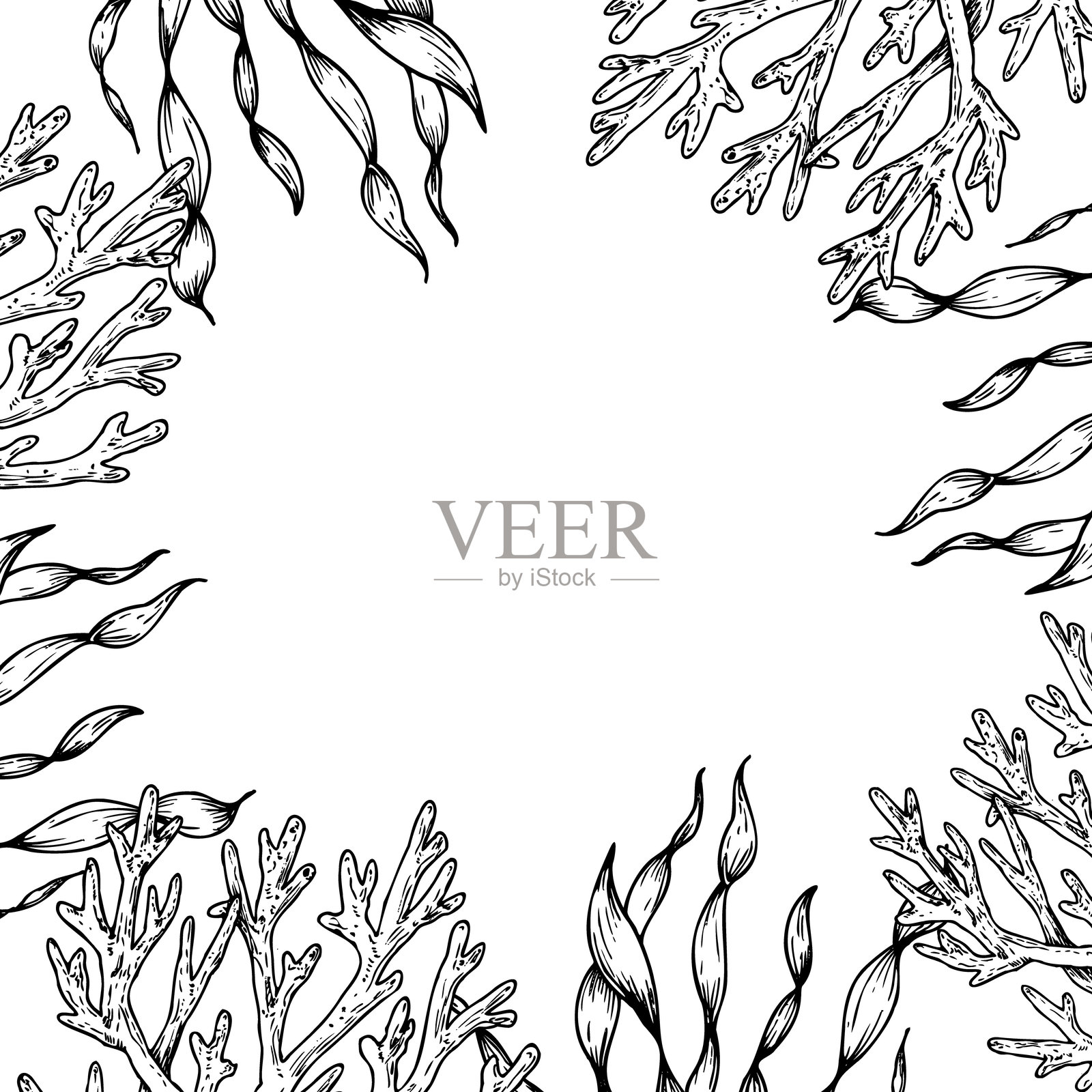 带有藻类和珊瑚的矢量框架。手绘线条海藻,裙带菜素描。图形热带剪贴画,背景独立。水下插图。适用于设计师、邀请函、装饰、明信片等。插画图片素材