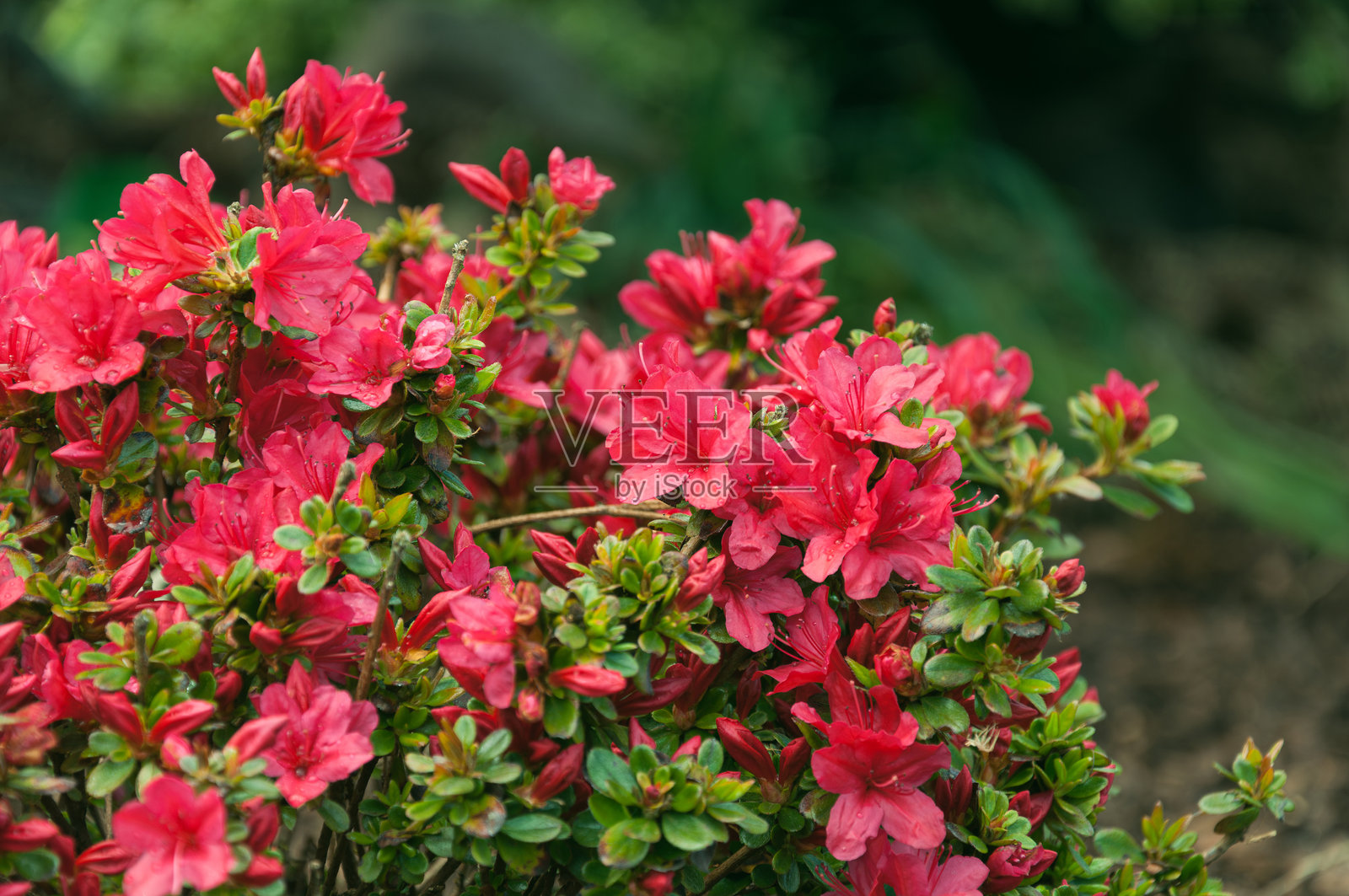 日本杜鹃盛开的花朵照片摄影图片