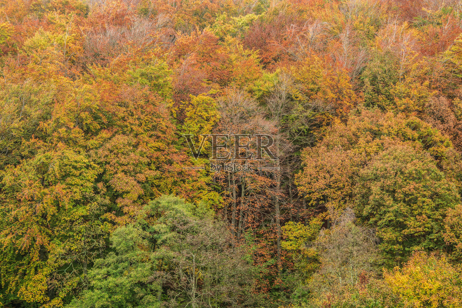 英格兰乡村的峰区在秋季色彩最浓时的美丽秋天风景图像照片摄影图片