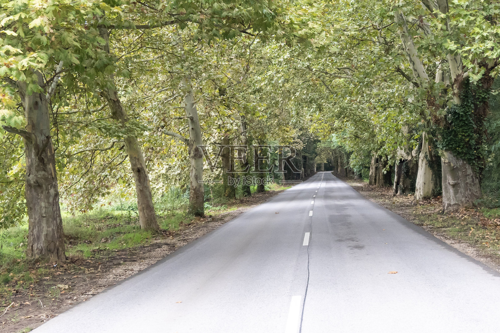 匈牙利初秋的乡村道路,两旁种满了悬铃木(Platanus hispanica)。照片摄影图片