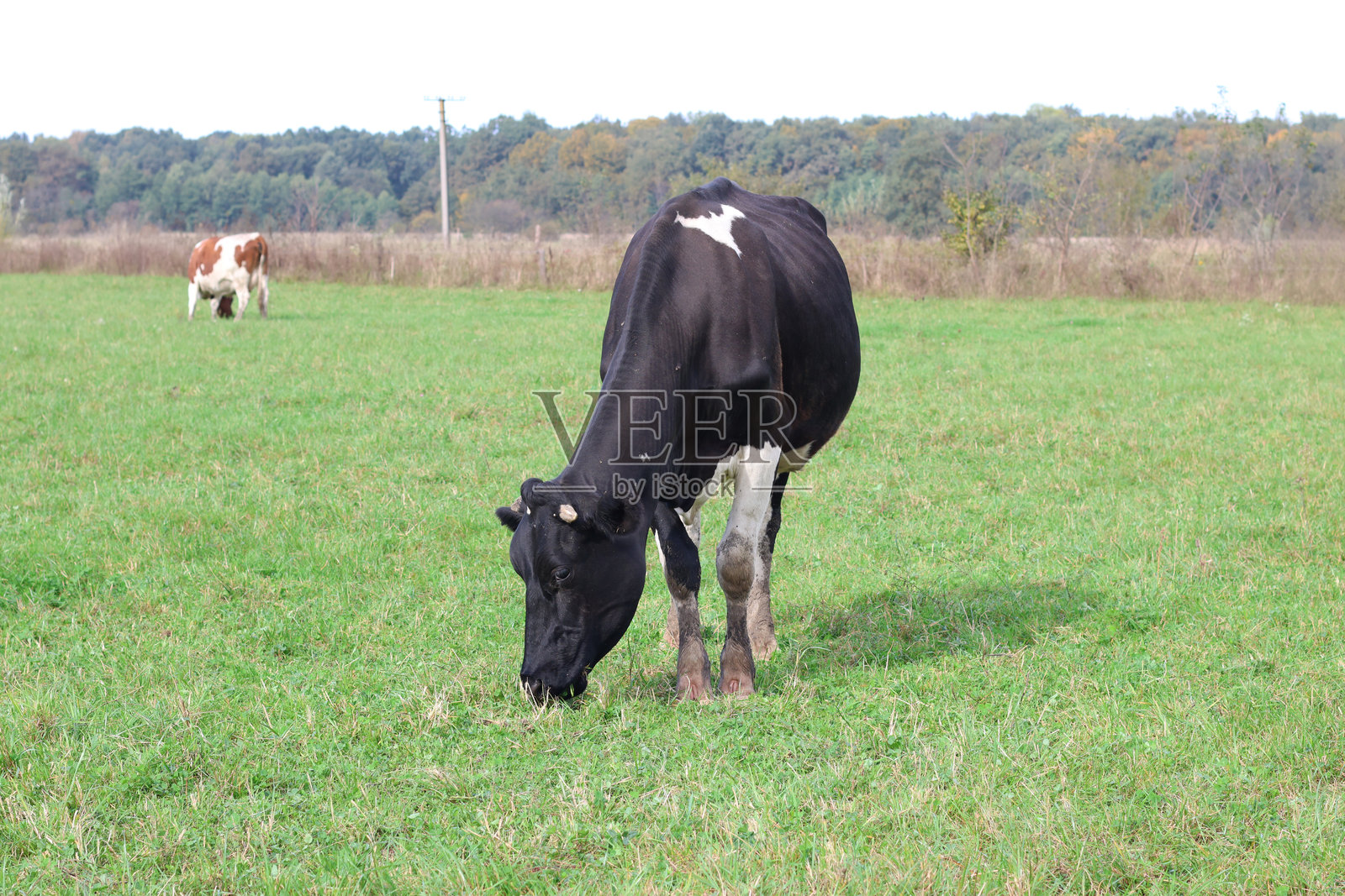 牛在牧场上吃草。农业。养牛。照片摄影图片
