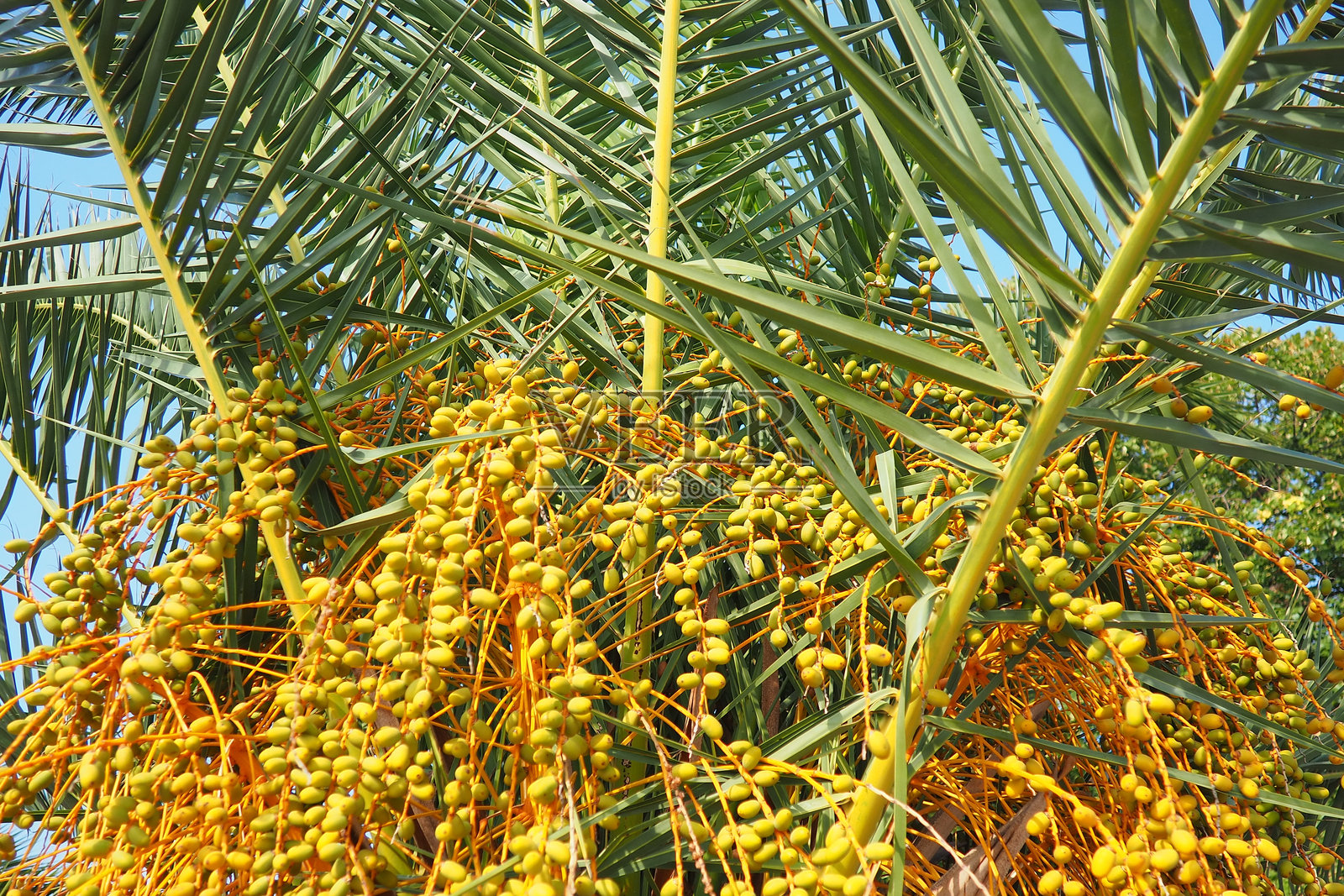 成熟的枣子挂在棕榈树的树枝上,凤凰椰枣(Phoenix dactylifera),通常被称为枣椰树,是一种属于棕榈科(Arecaceae)的开花植物,因其可食用的甜枣而被栽培。照片摄影图片