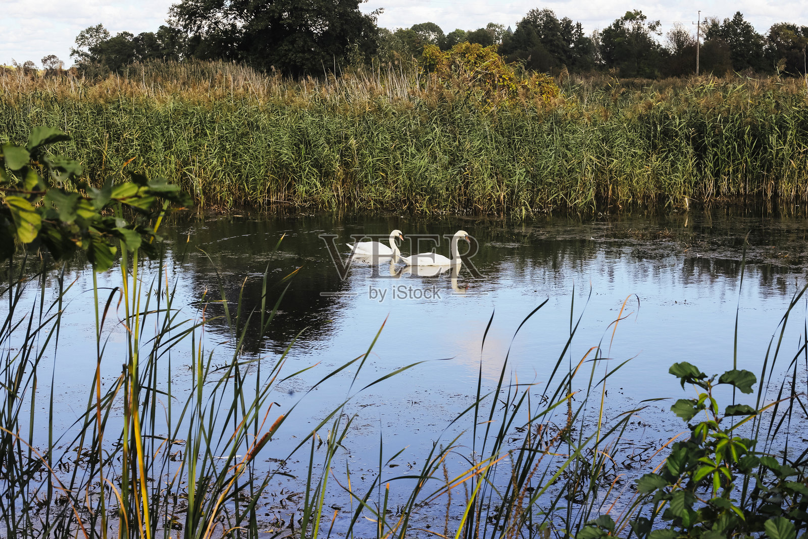 两只天鹅在一个宁静的小池塘上悠然滑行,四周环绕着芦苇。水面上倒映着郁郁葱葱的绿意和天空。照片摄影图片