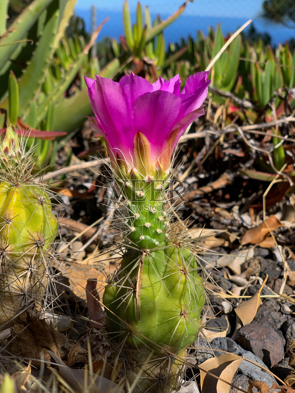 仙人掌沙漠花园植物自然照片摄影图片