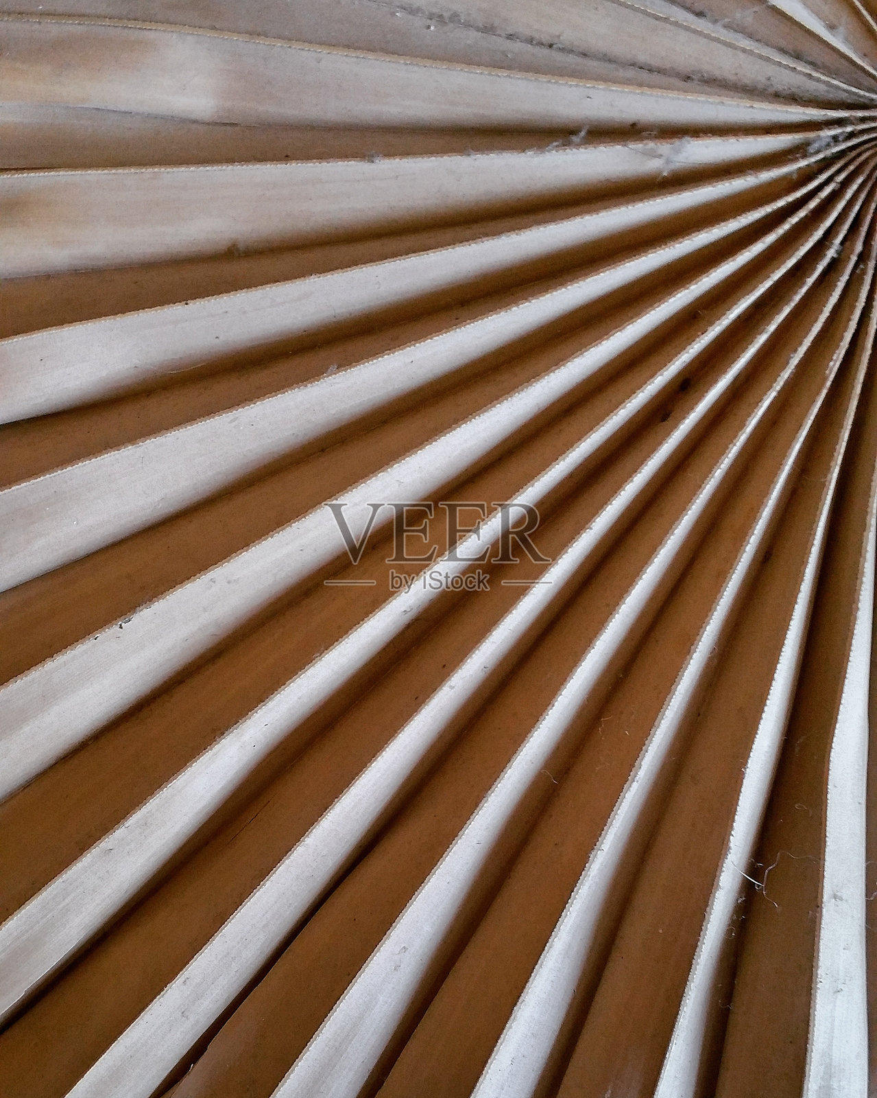 干枯的棕榈叶特写镜头照片摄影图片