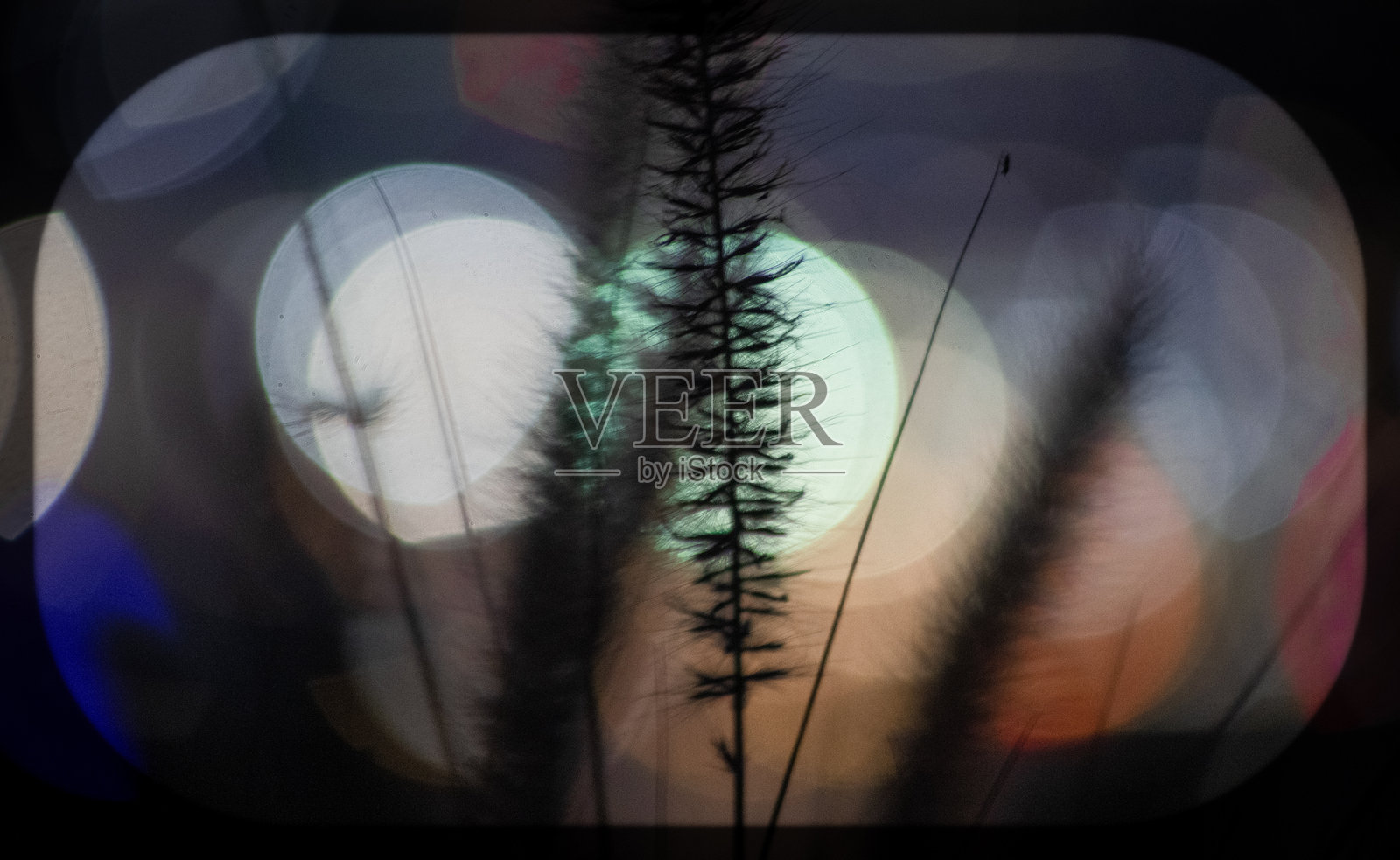 香蒲与虚化照片摄影图片