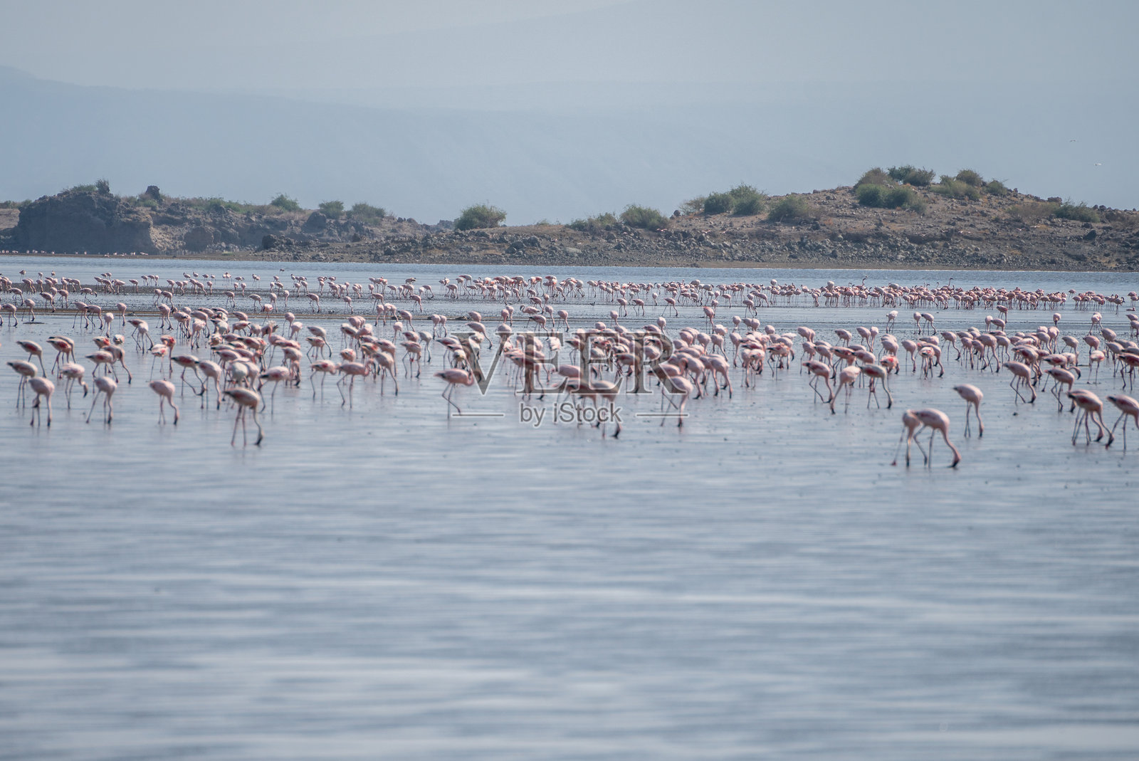 坦桑尼亚纳特龙湖的水中一群火烈鸟,背景是山脉。照片摄影图片
