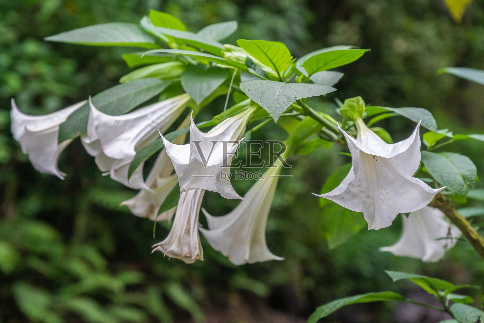 一株美丽的植物,展示着白色的布伦曼西亚花和郁郁葱葱的绿叶照片摄影图片
