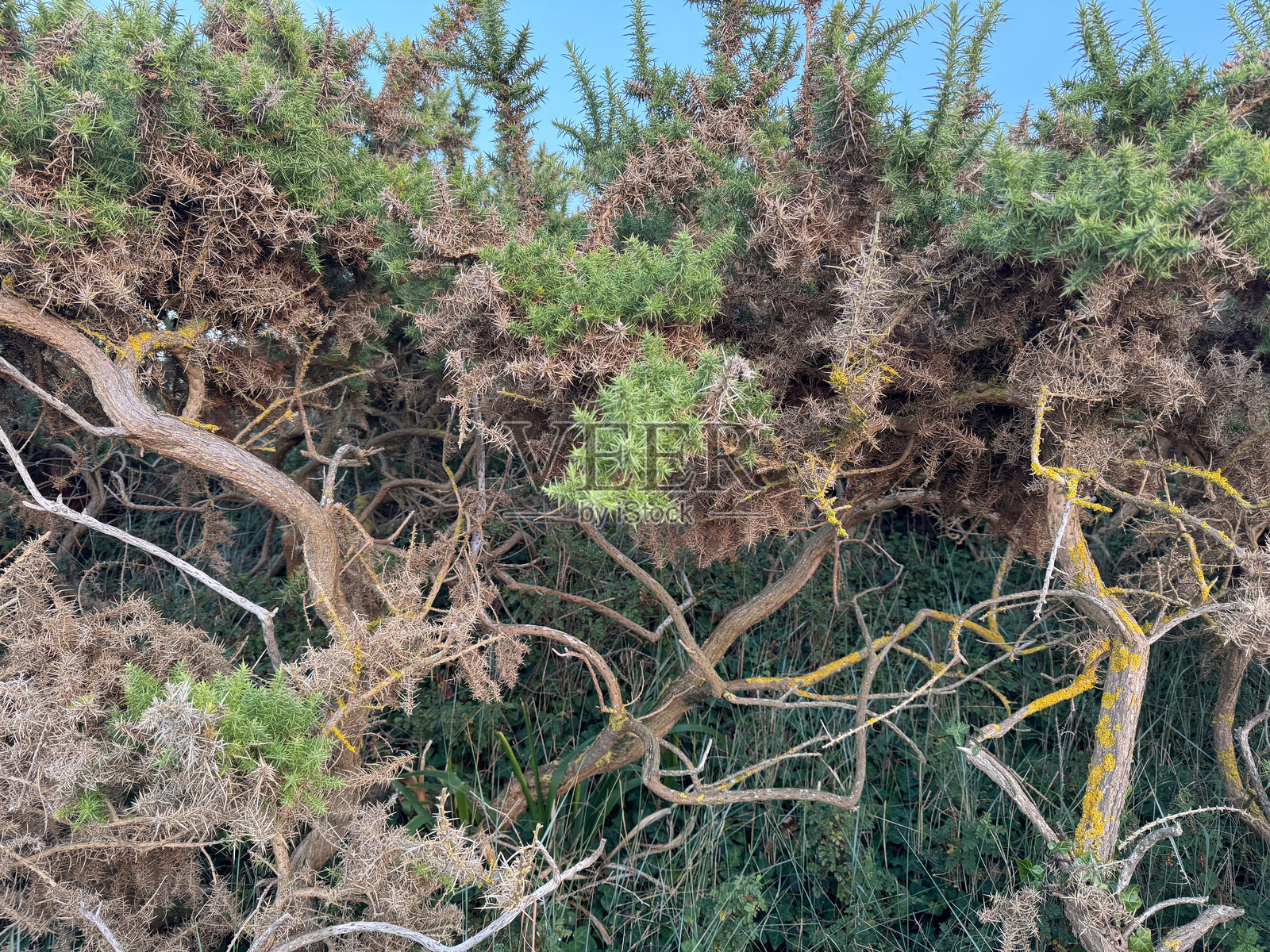 老树的根部,带刺的金雀花灌木,洞穴照片摄影图片