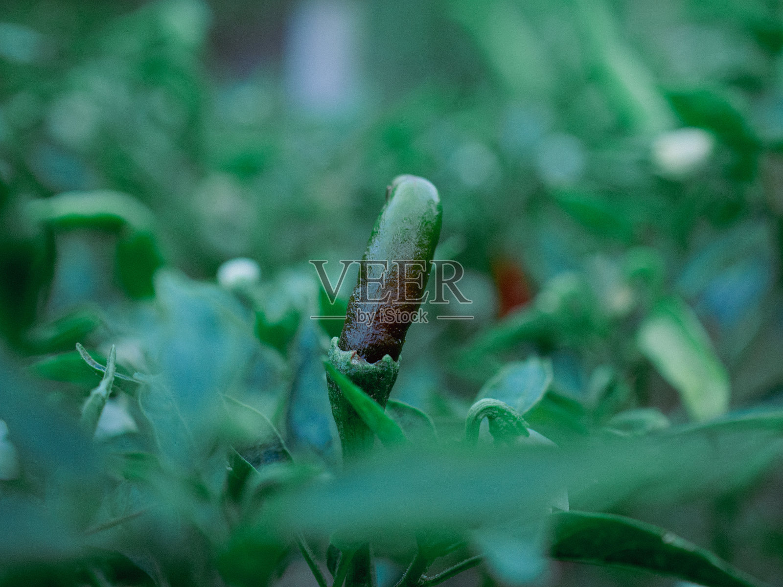 辣椒树照片摄影图片